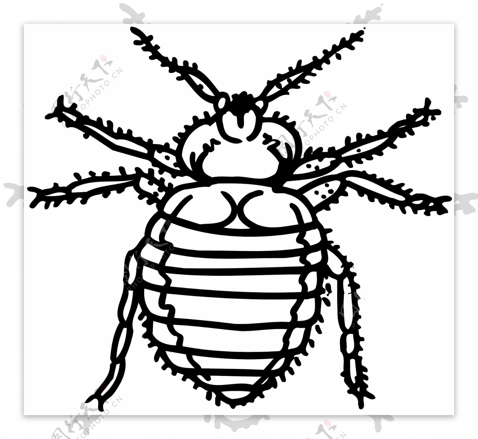 甲虫昆虫世界矢量素材eps格式0059