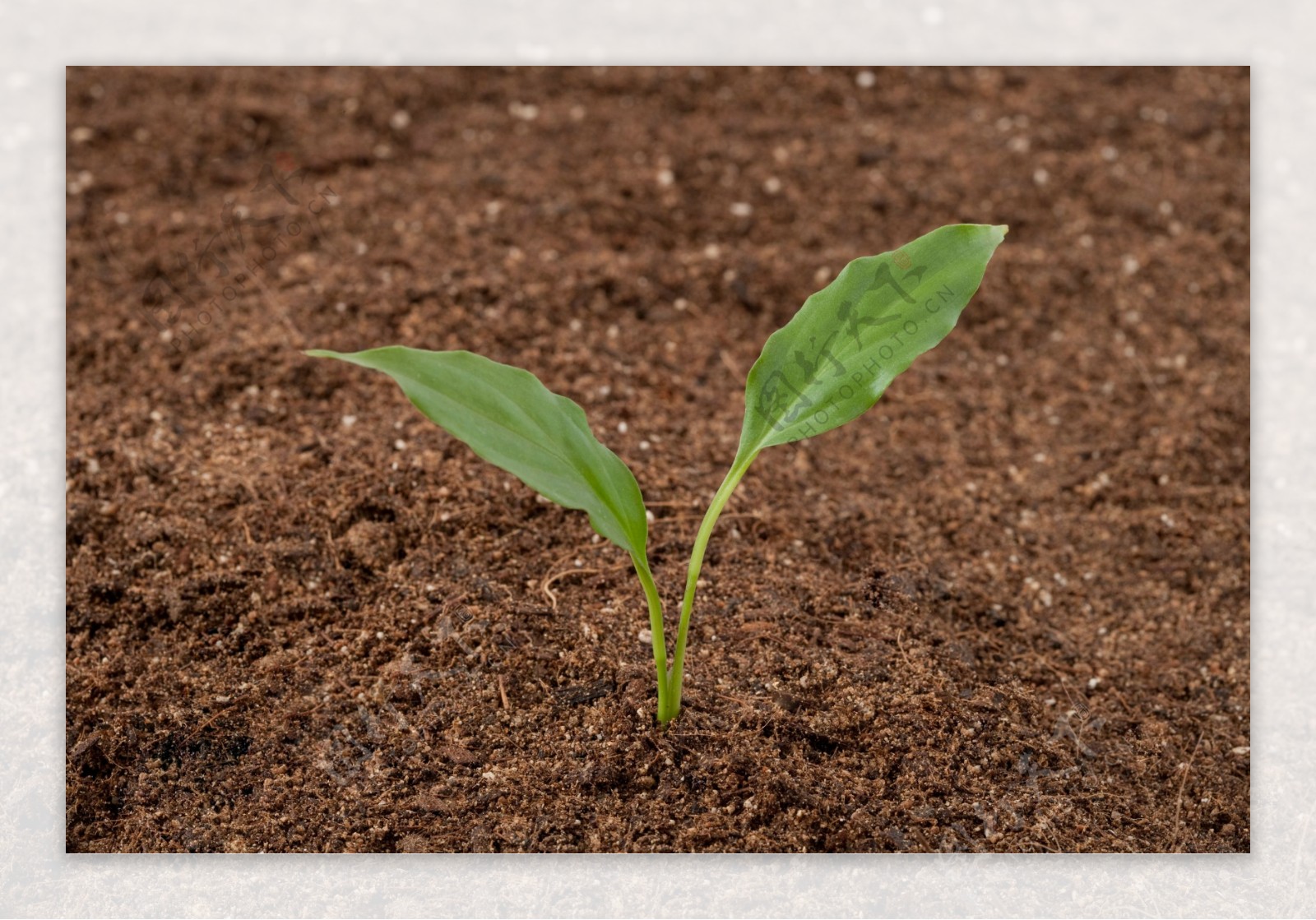 土壤里的植物新芽特写图片
