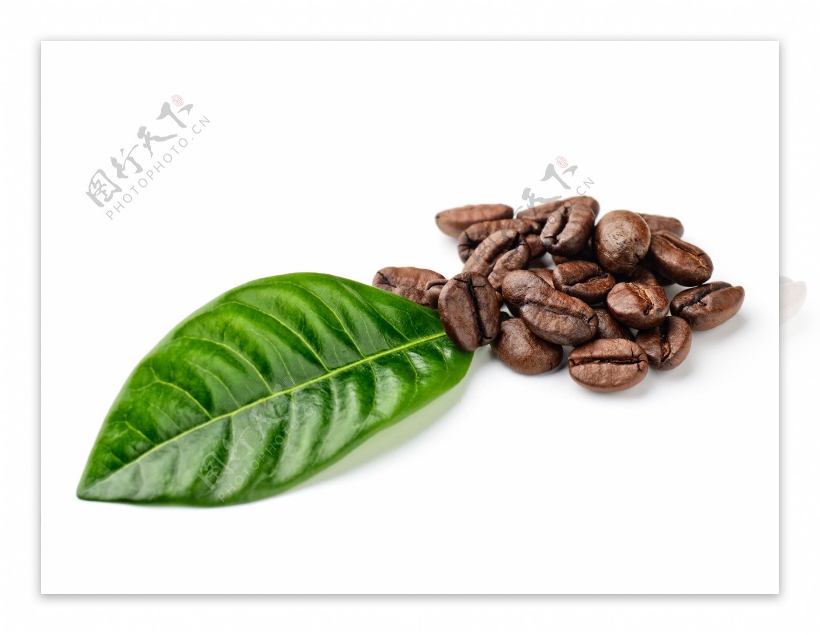 咖啡与叶子图片