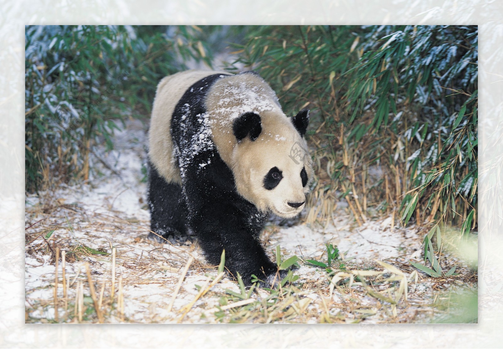 行走的熊猫图片