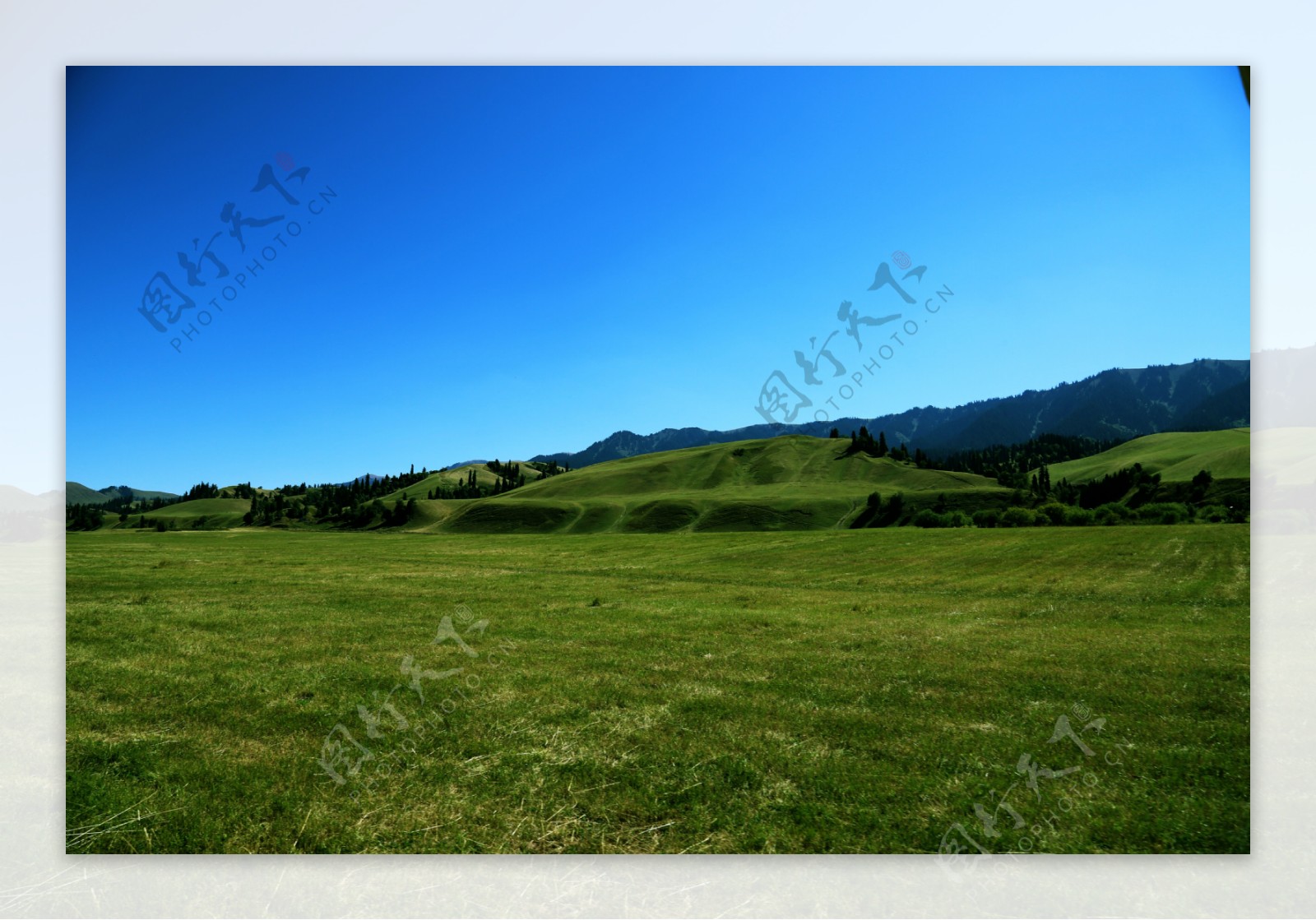 绿色草原景观图片图片