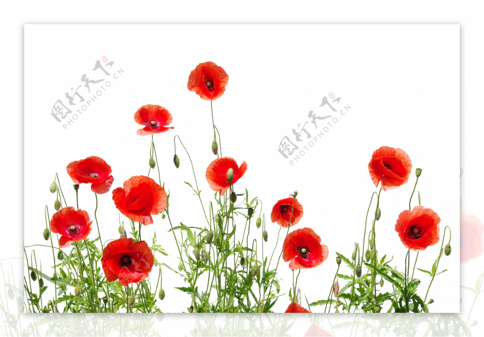 红色小花背景图片