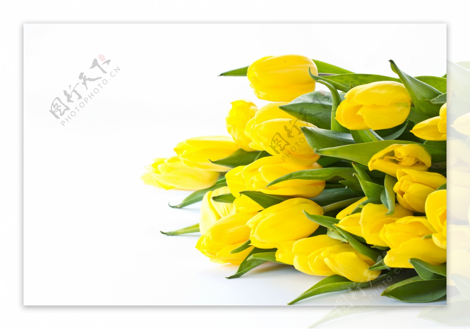 美丽的黄色郁金香图片