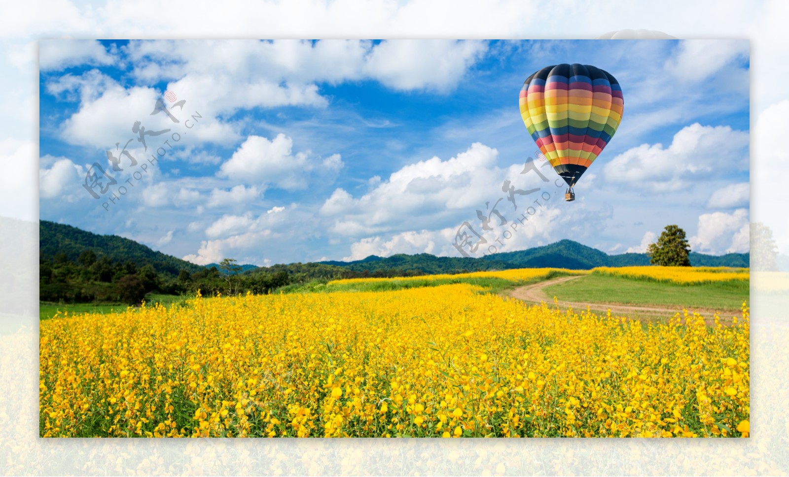 黄色花海与热气球图片