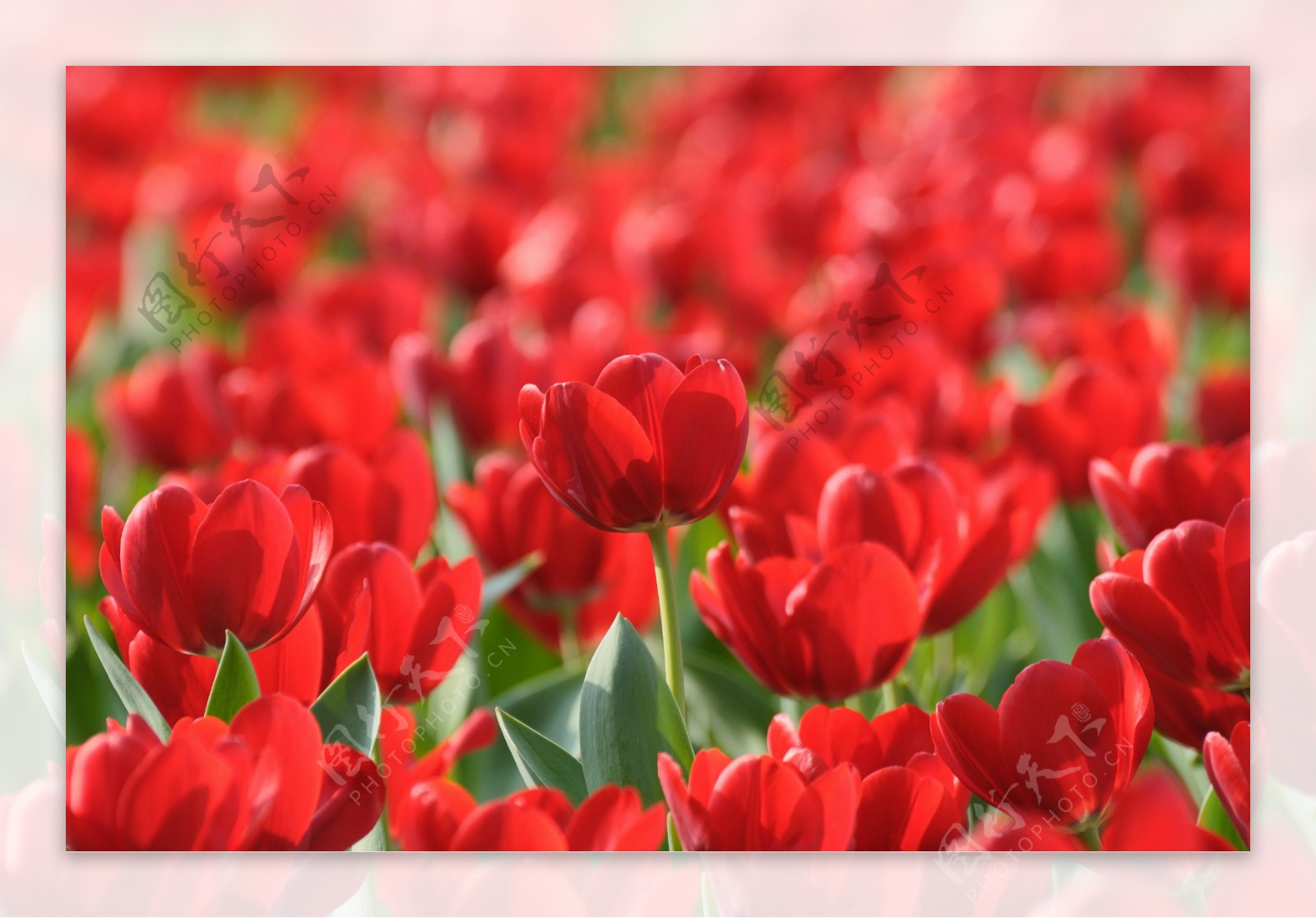 红色郁金香鲜花背景图片