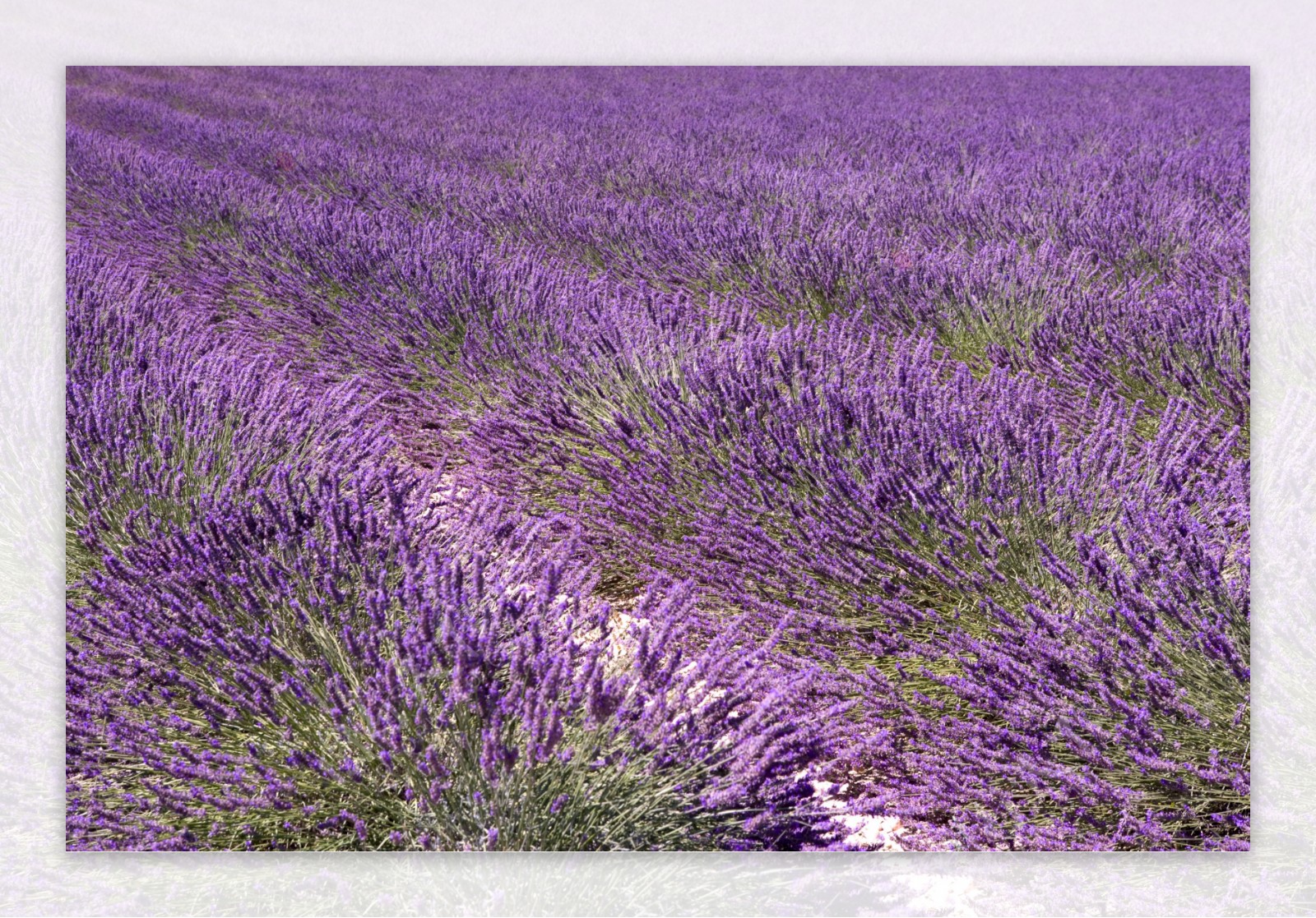 紫色的花田图片