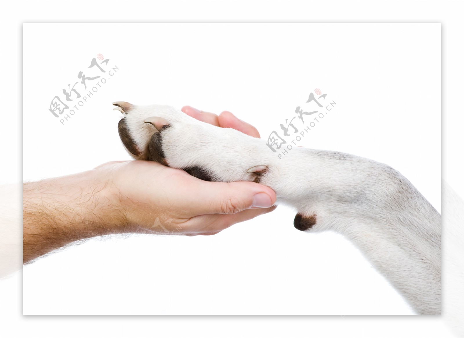 和人握手的小狗图片