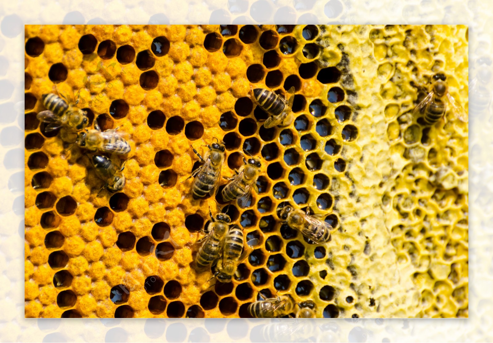 正在蜂窝上忙碌的蜜蜂图片
