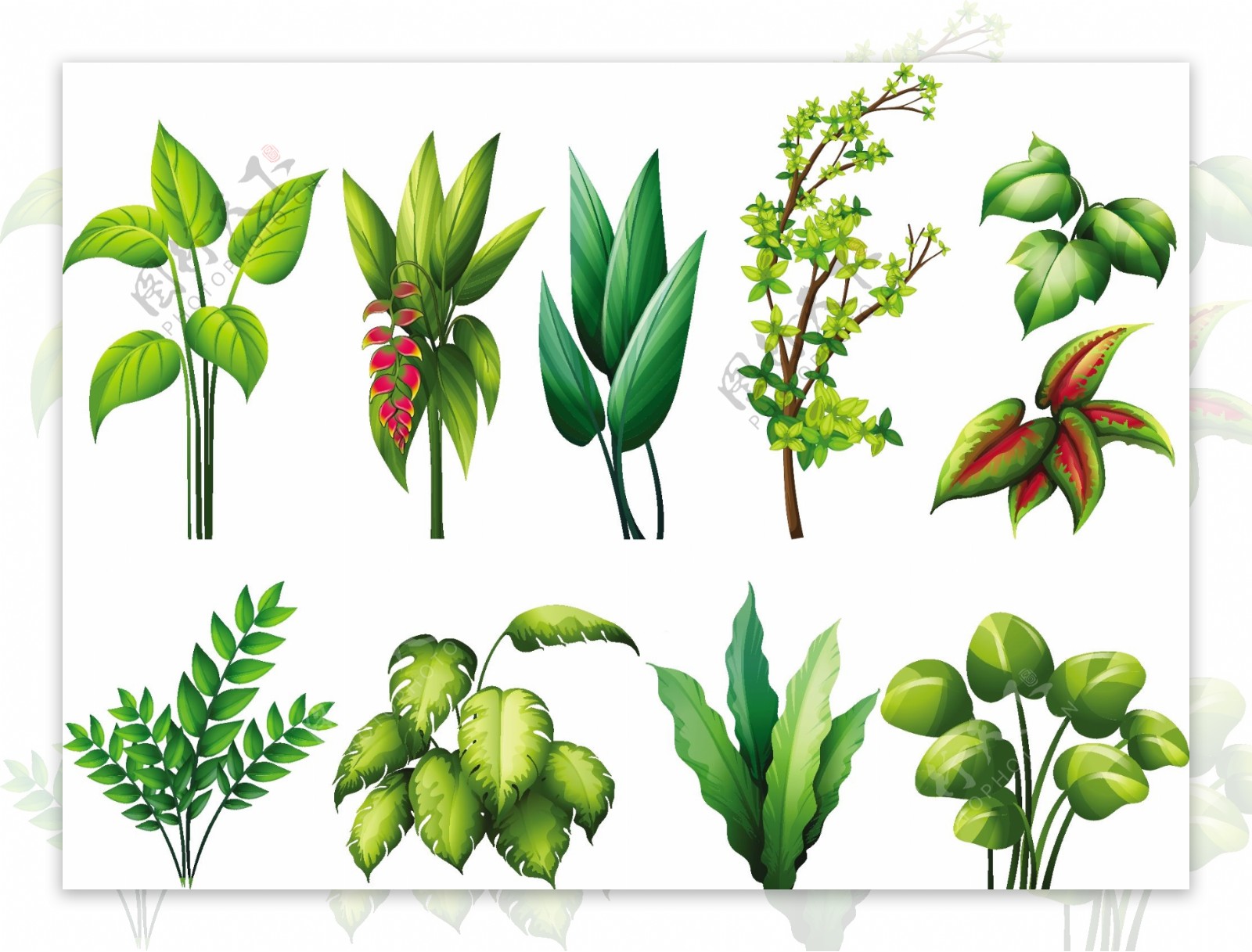 不同种类的植物