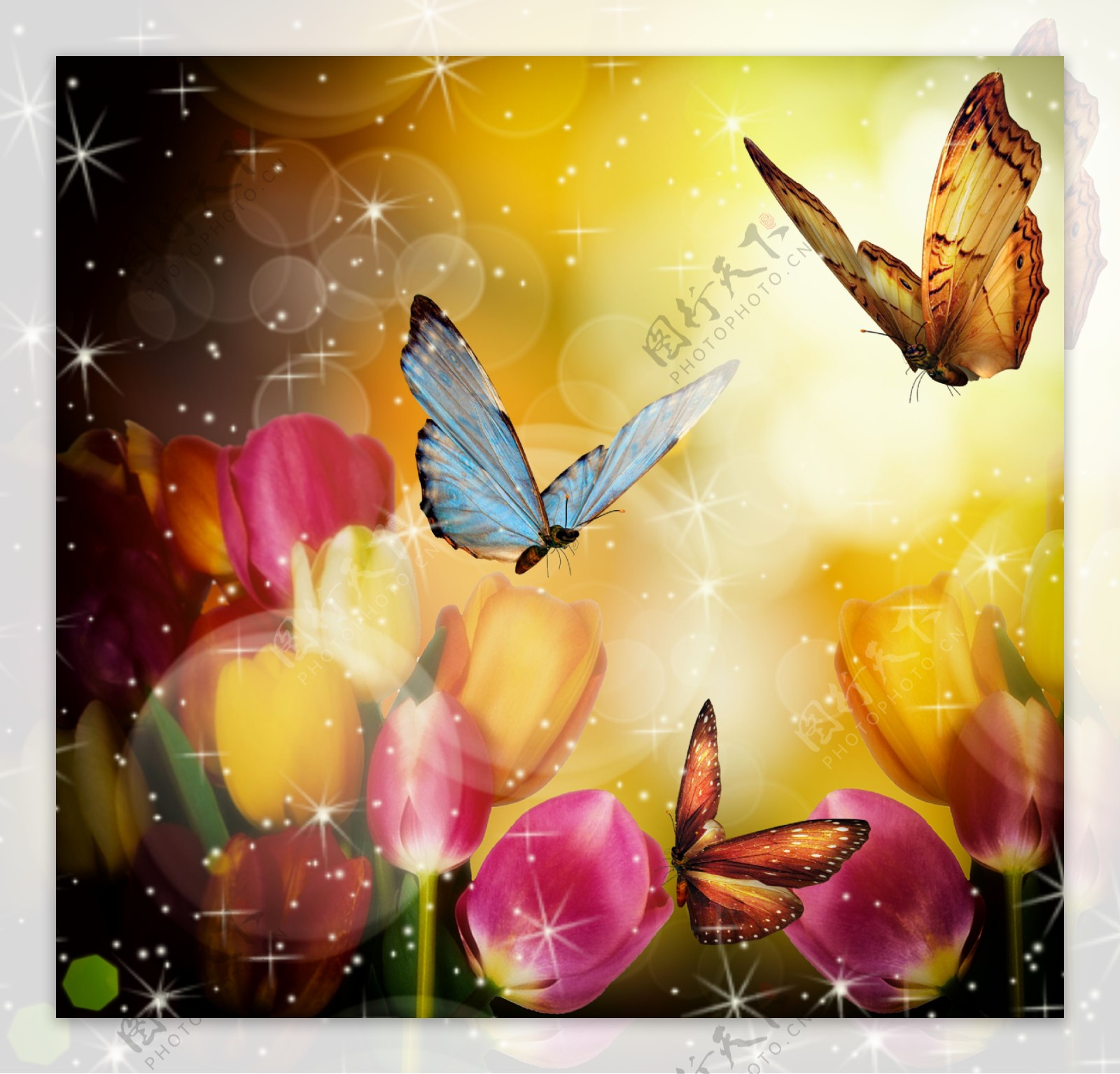 郁金香与蝴蝶图片