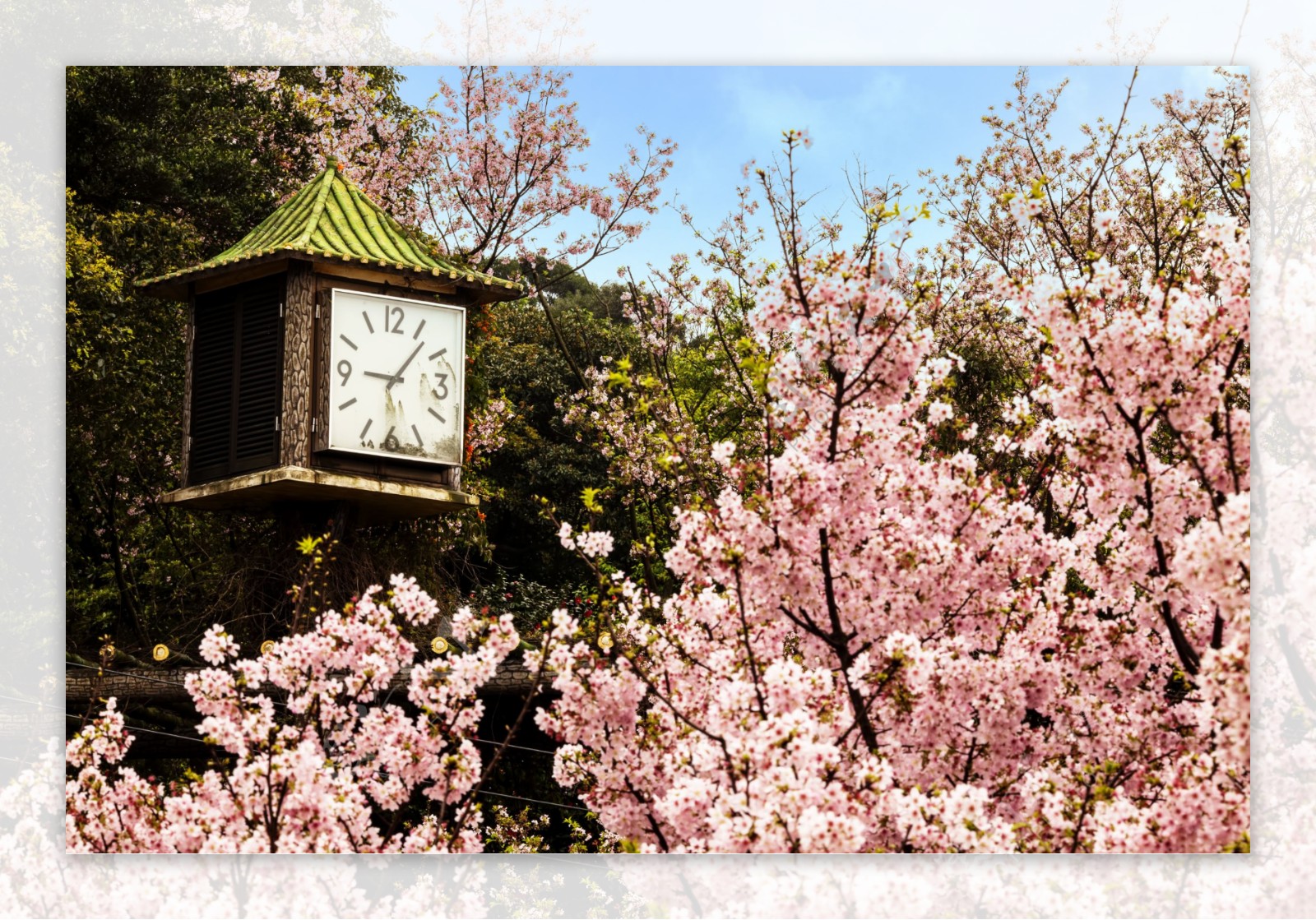 美丽樱花与时间图片