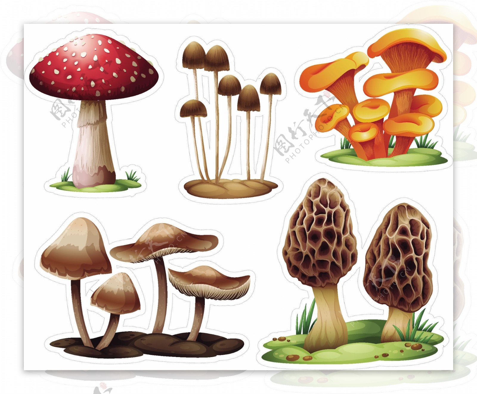 不同的蘑菇采集
