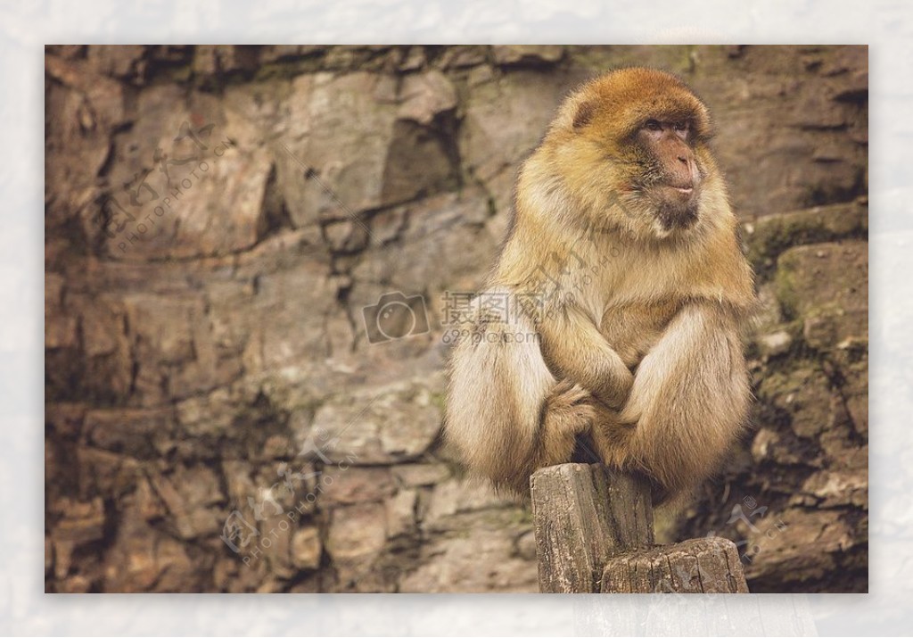 布朗猴子坐在布朗木