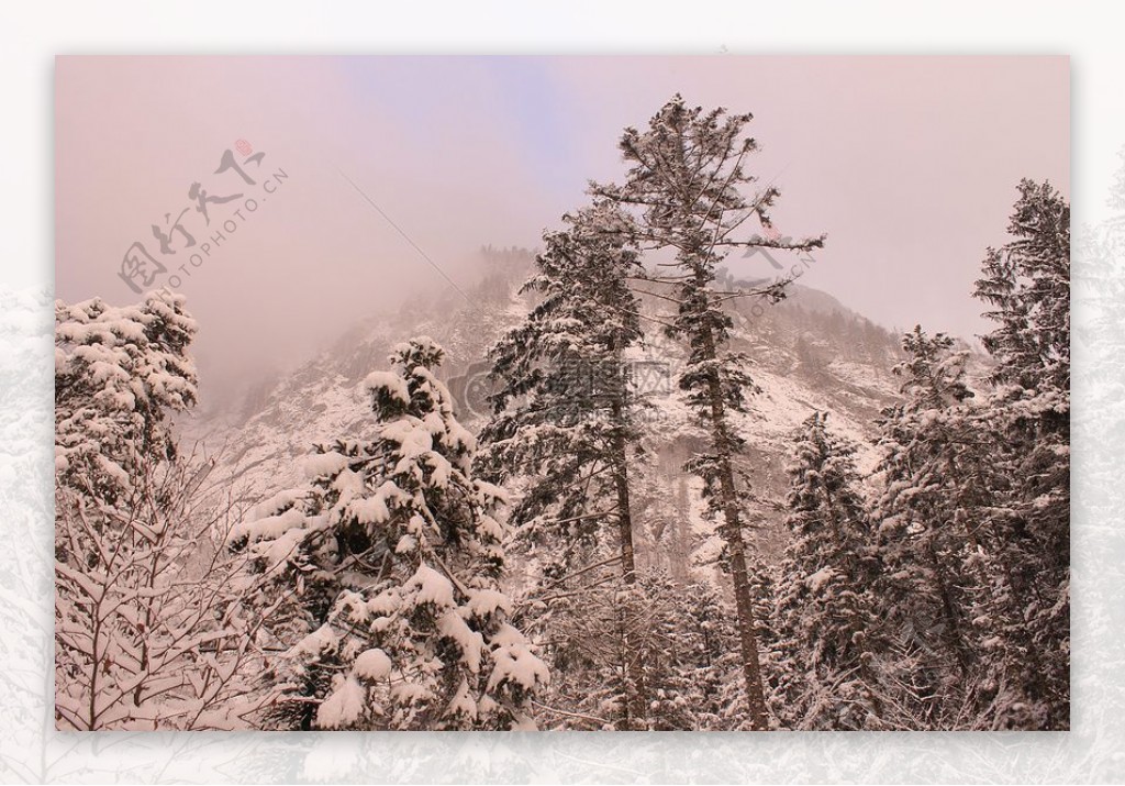 冬季的白天森林的低角度摄影