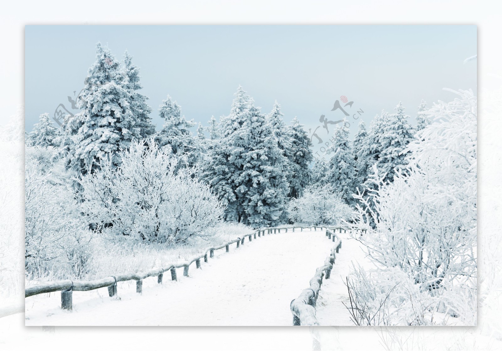 白雪覆盖的树木和道路图片