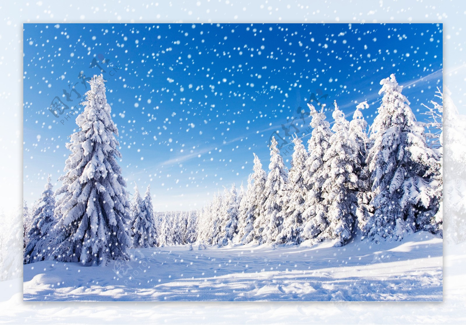 雪中洁白的雪地和树林图片