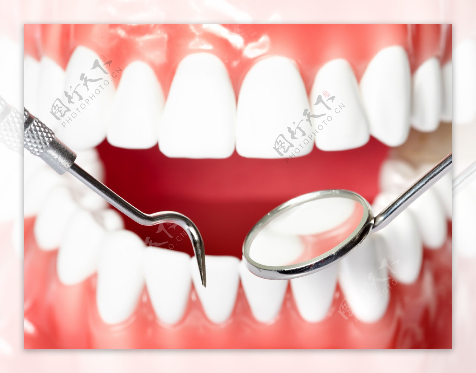 医用口腔牙齿模型图片