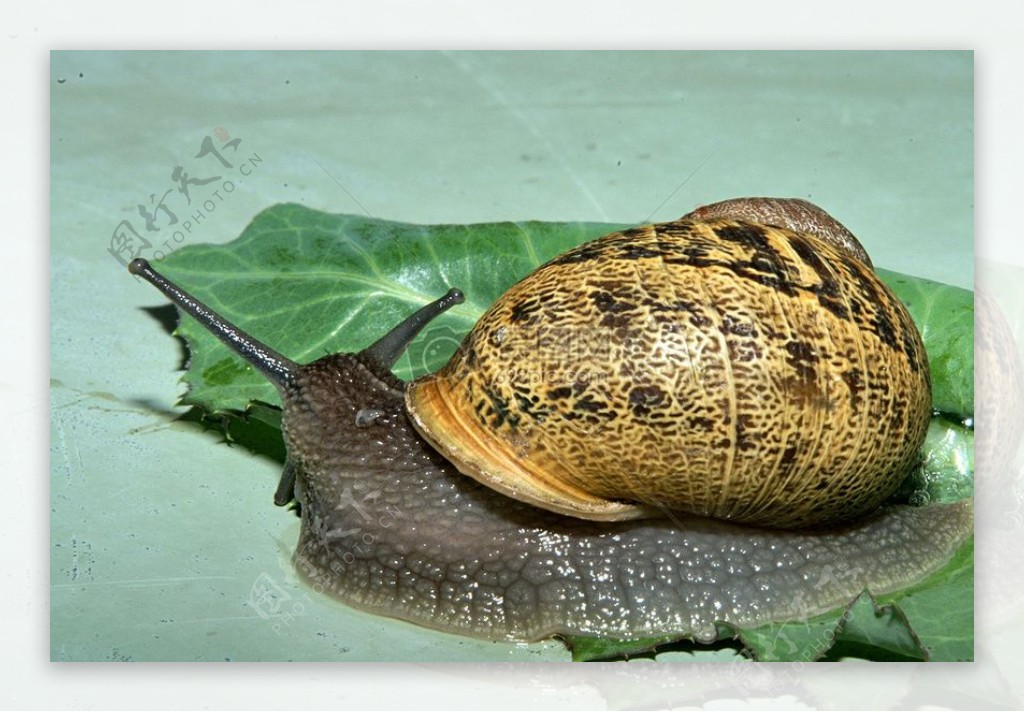 Snails1095.jpg