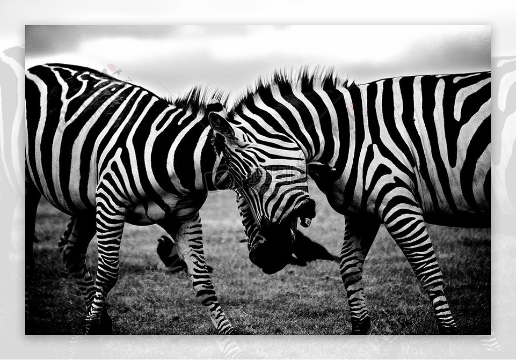 黑与白非洲动物荒野动物园野生斑马