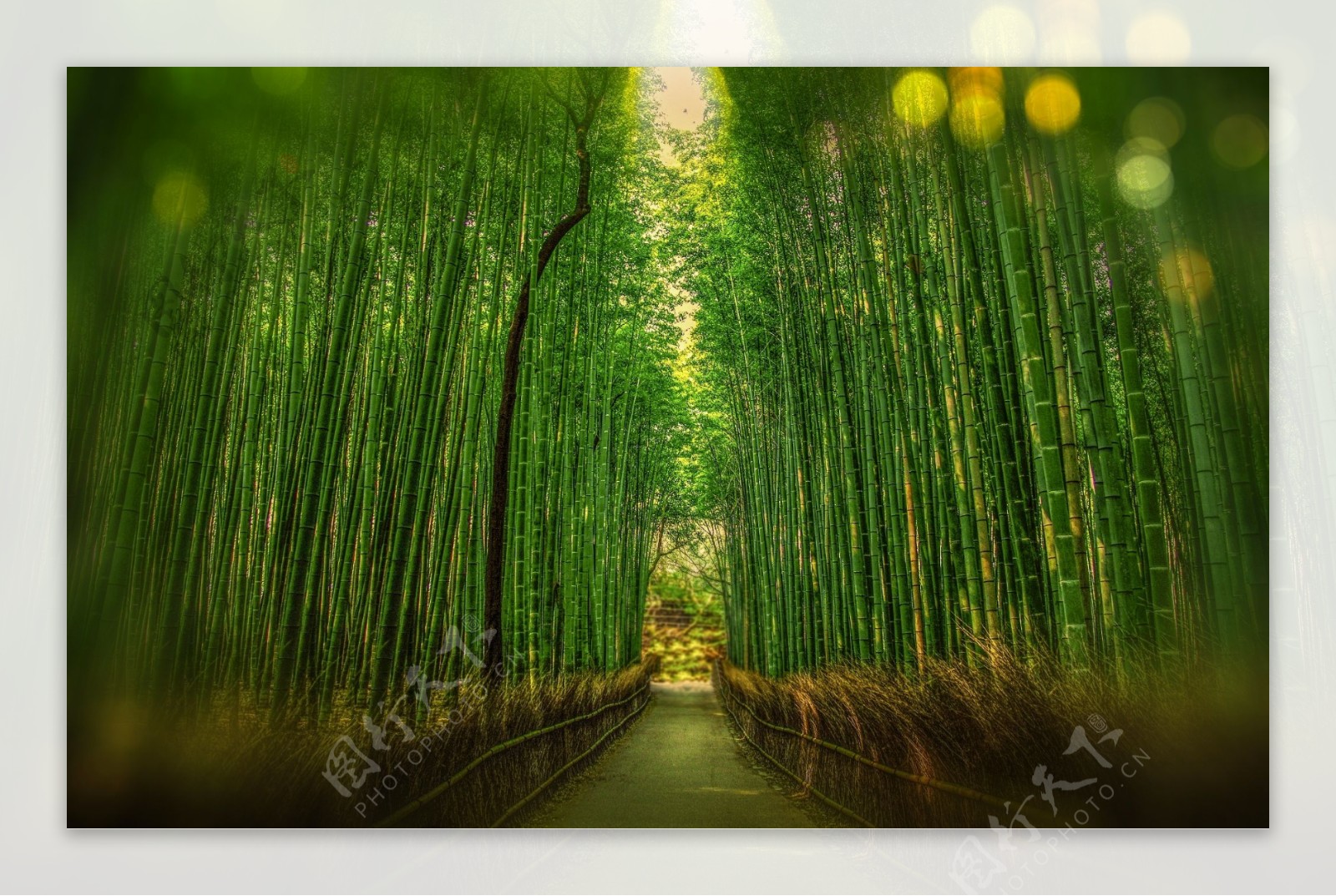 日本竹林背景图片素材