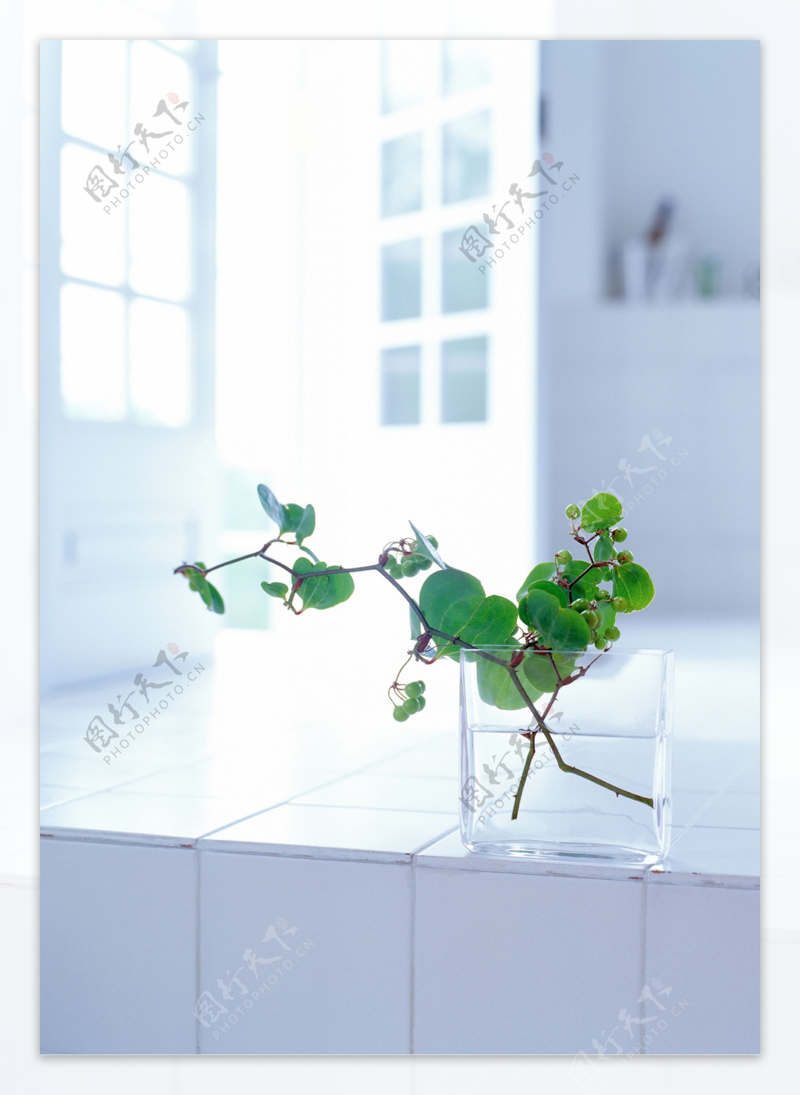 花瓶里的植物图片