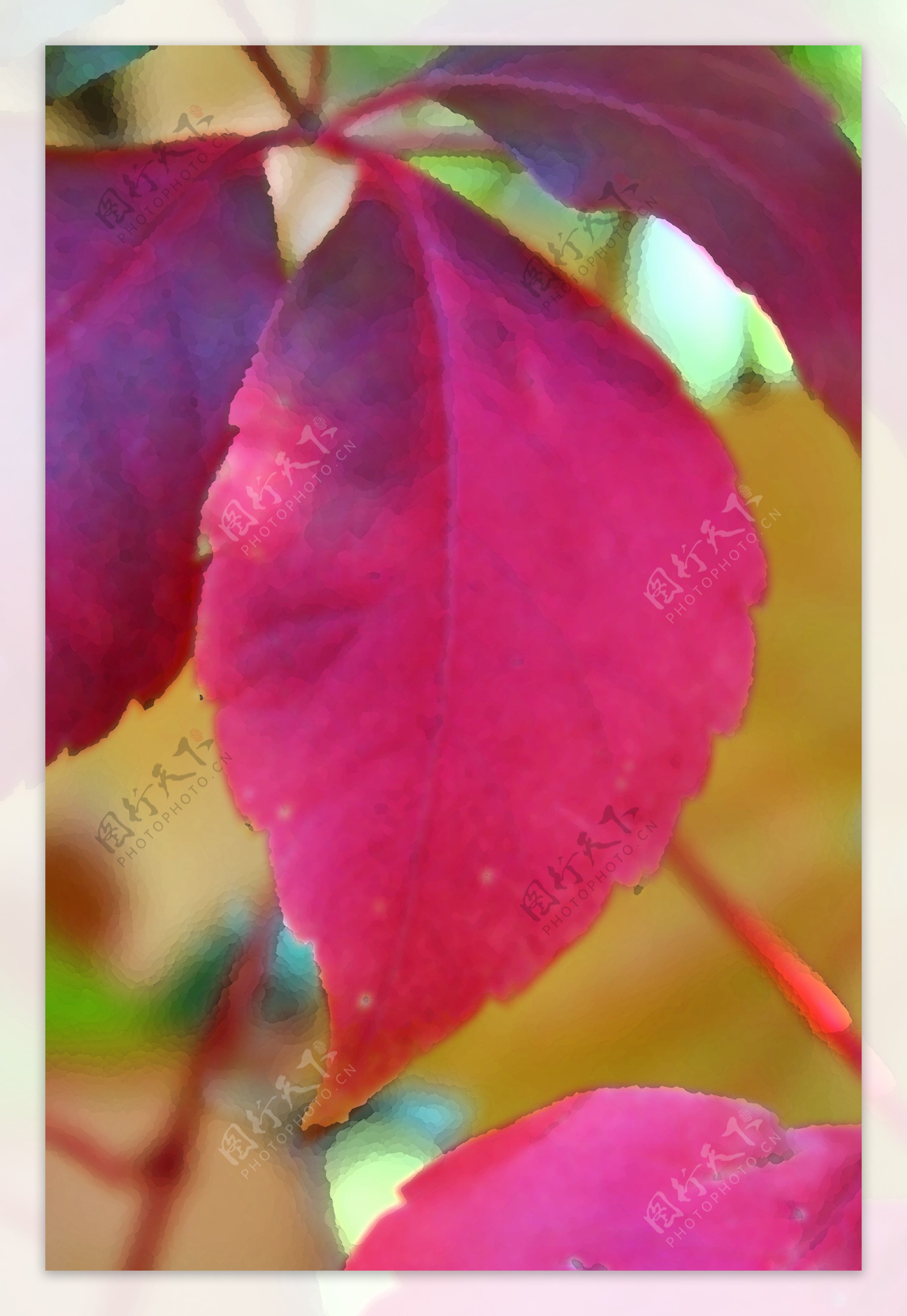 彩色叶子摄影图片