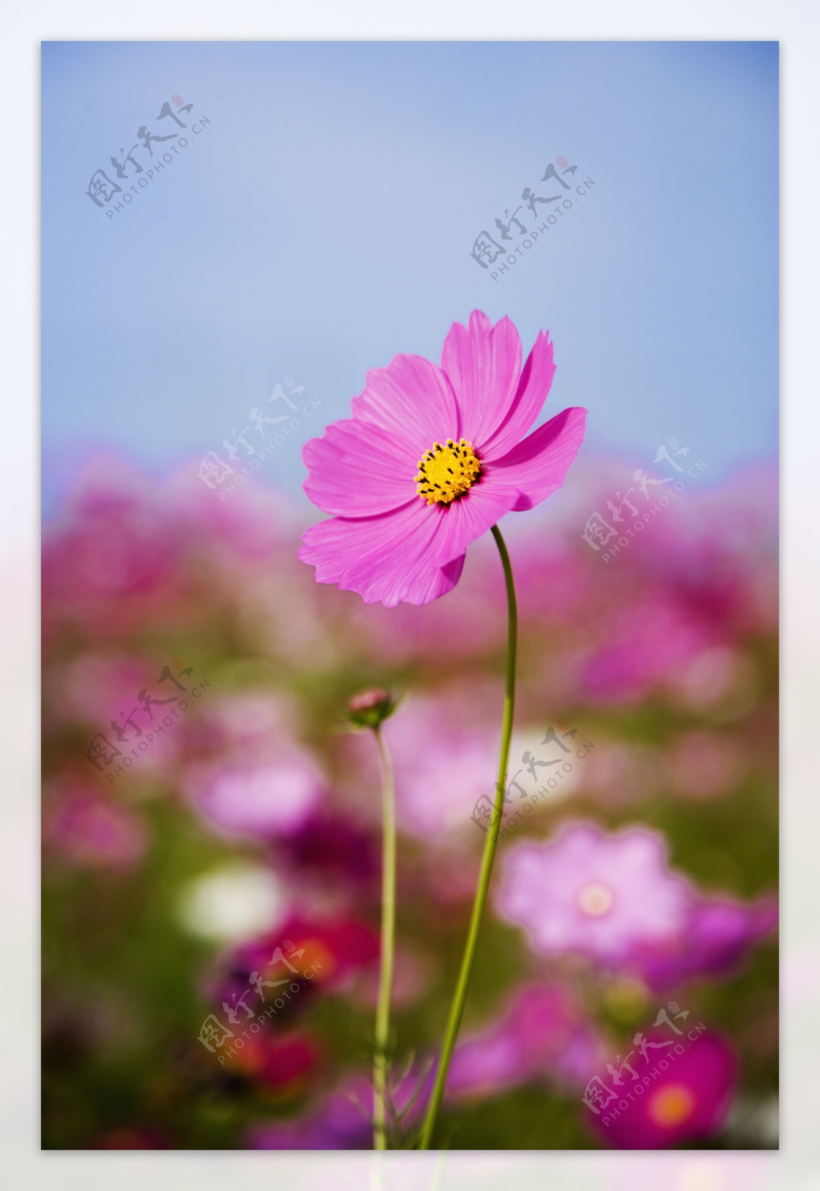 深粉色的雏菊花特写图片图片