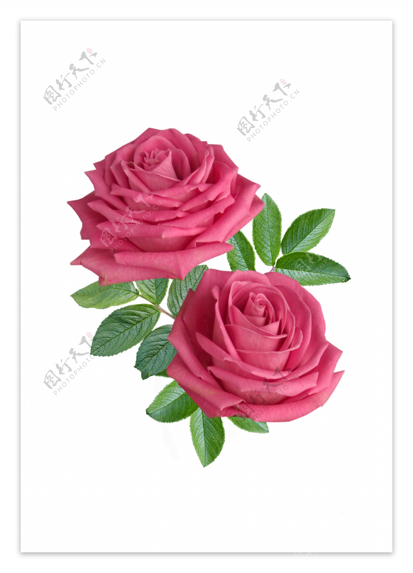 两朵玫瑰花与绿叶图片