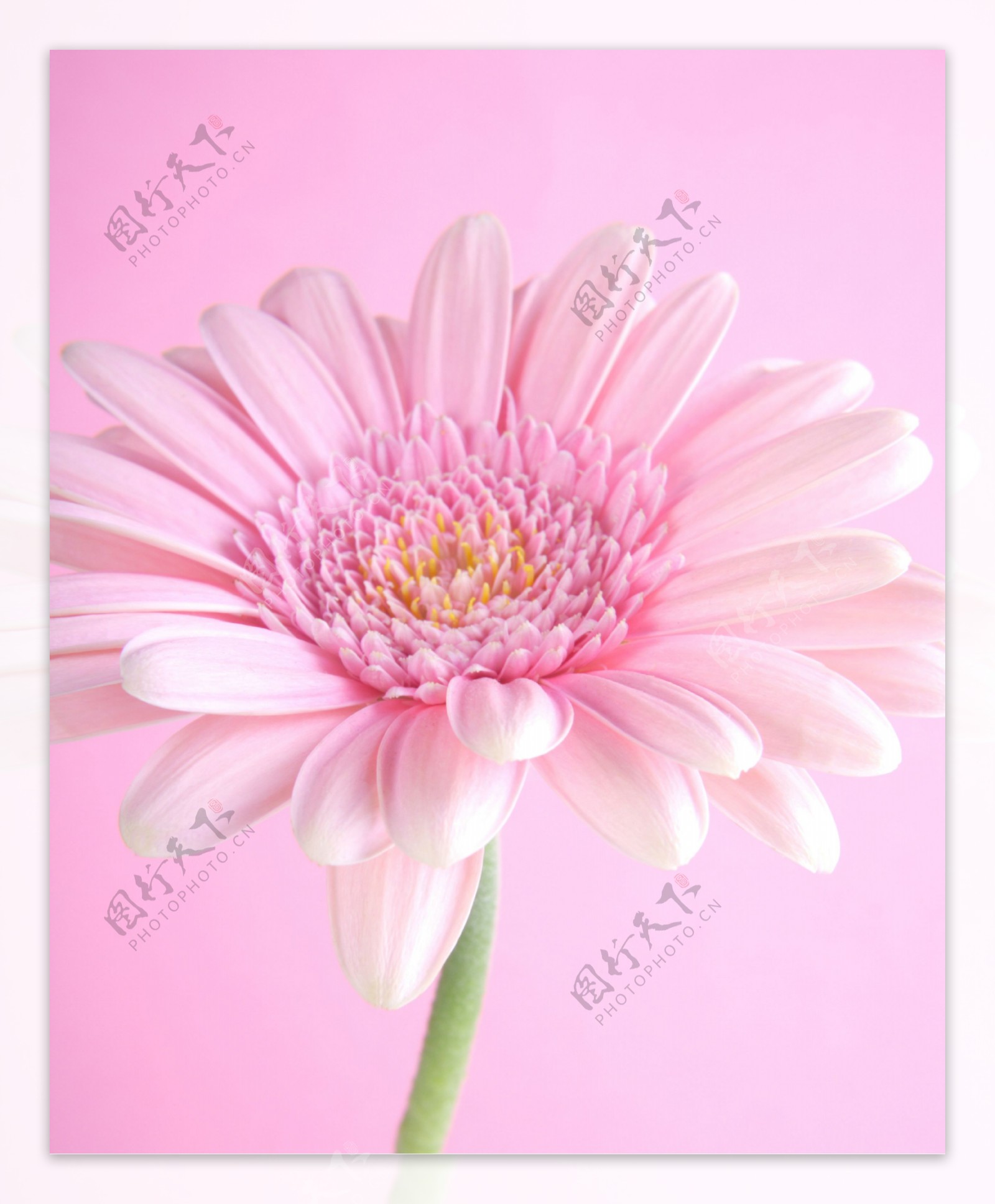 粉红色鲜花背景图片
