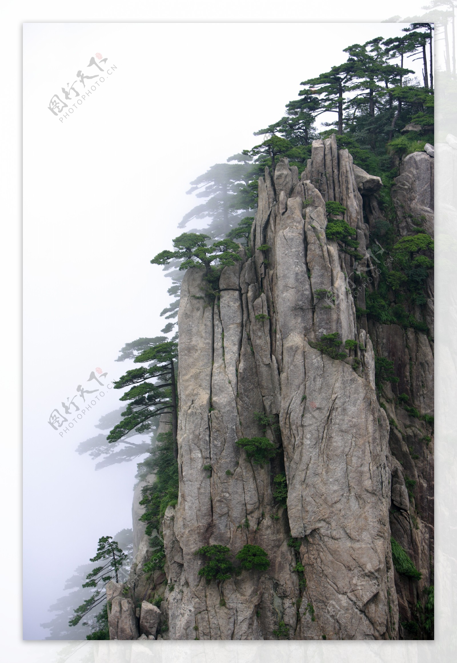 悬崖峭壁上的松树图片
