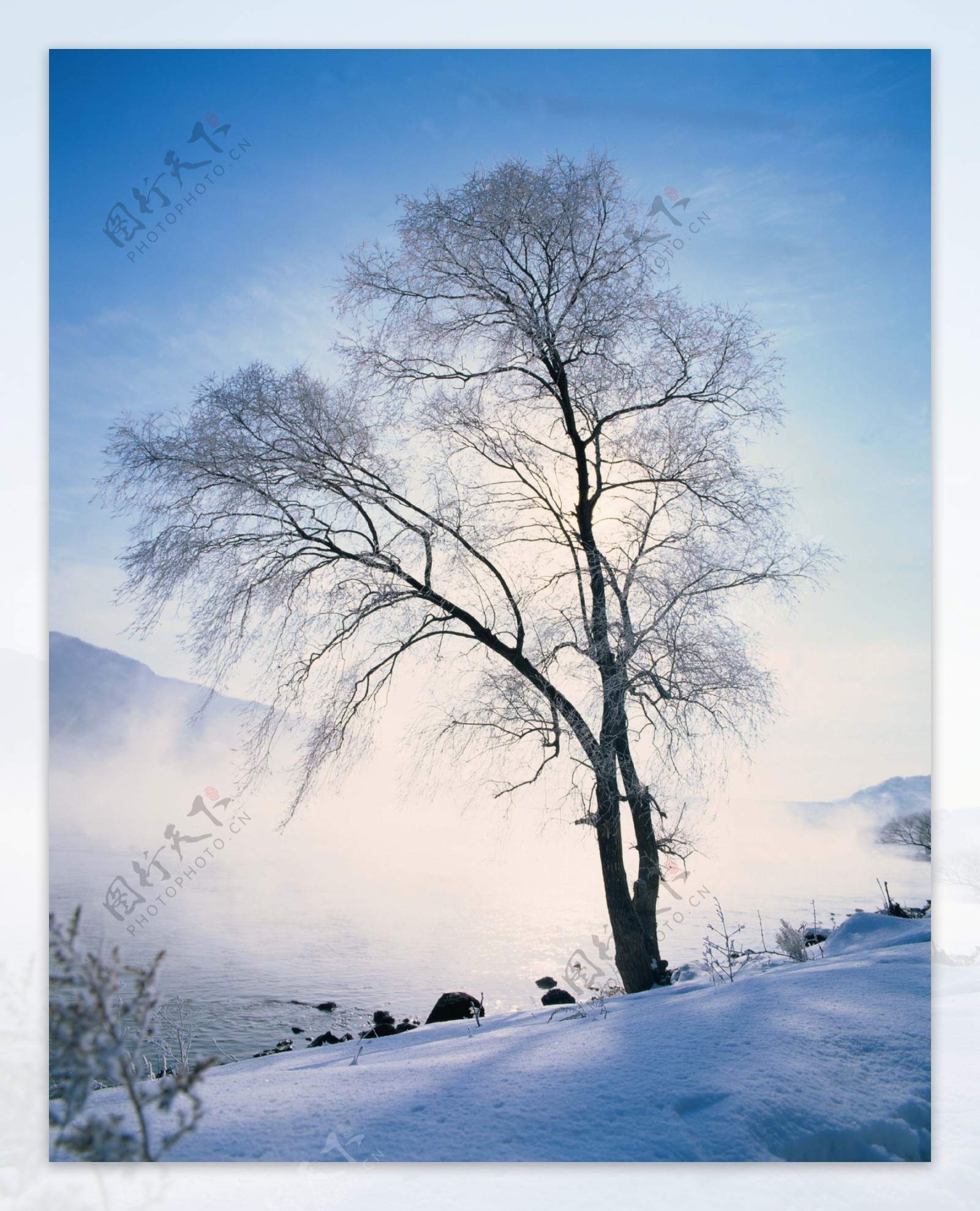 蓝天下雪地上的树木高清风景图片图片