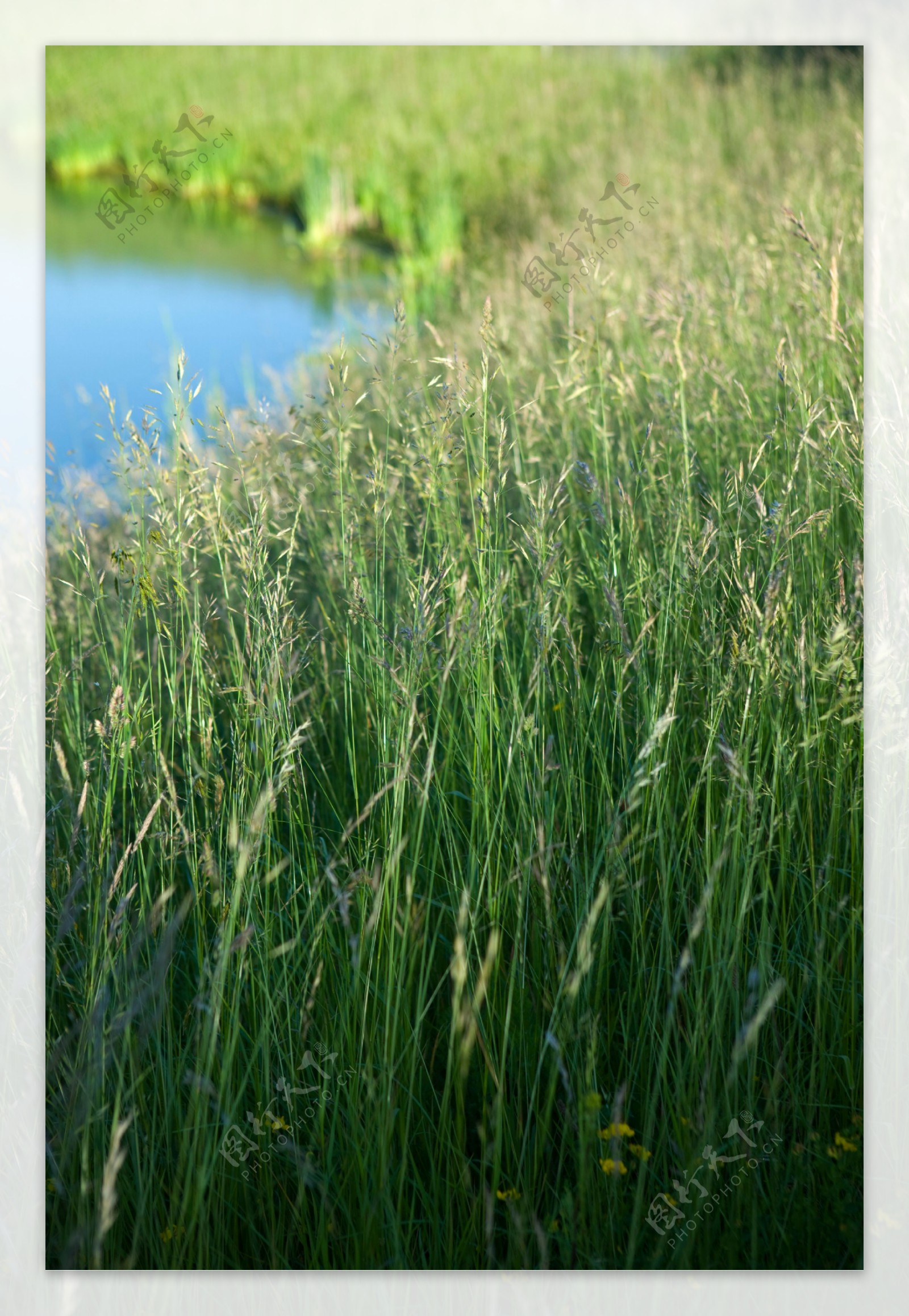 草丛湖泊风景图片