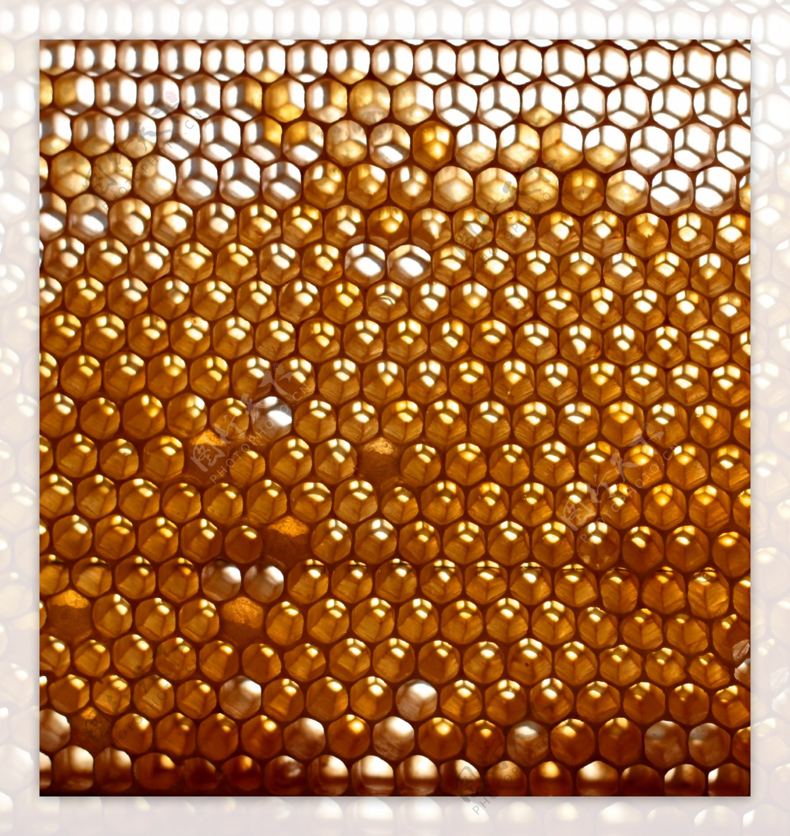 黄色充满蜂蜜的蜂巢图片