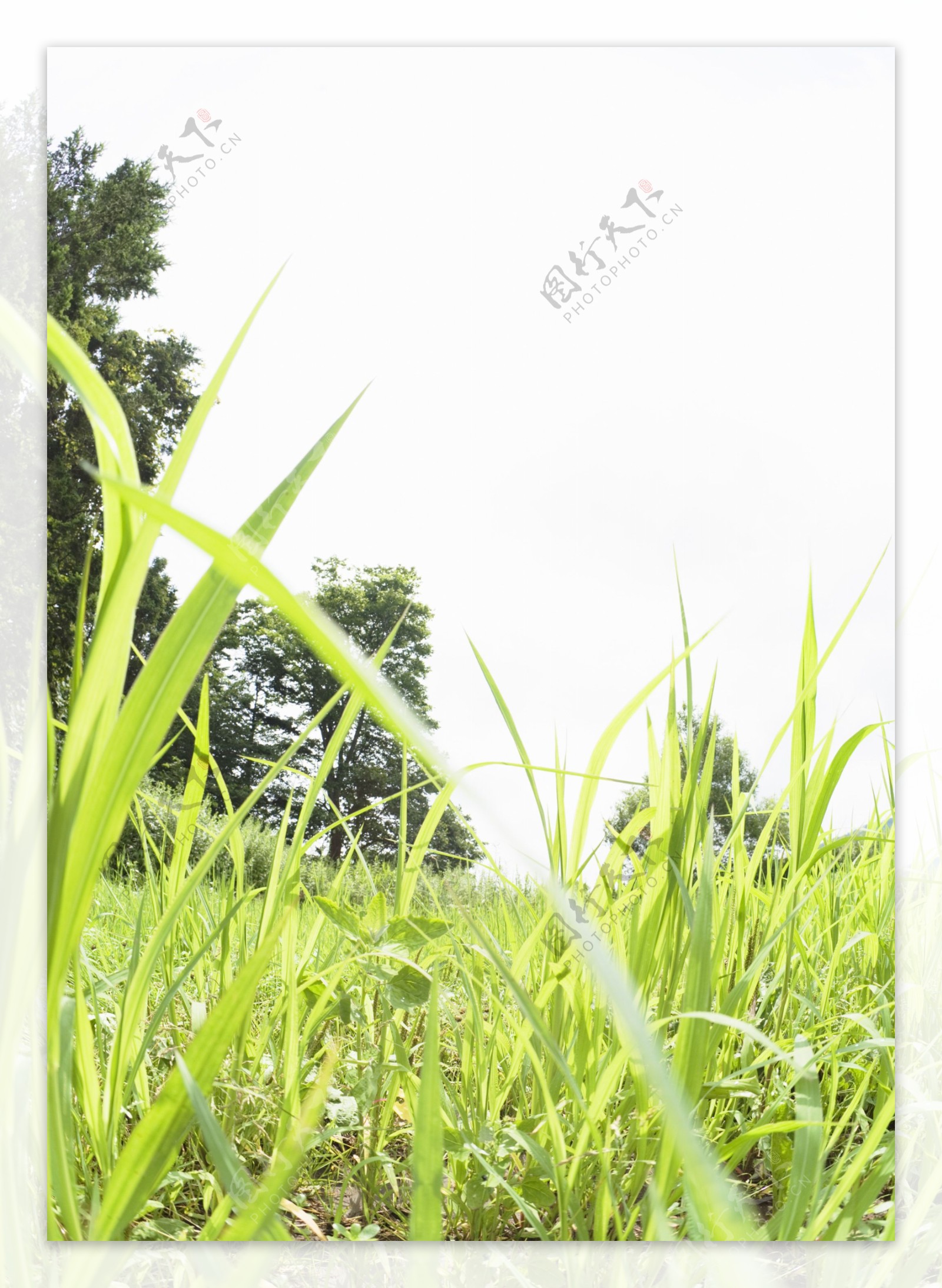 绿色草坪素材图片