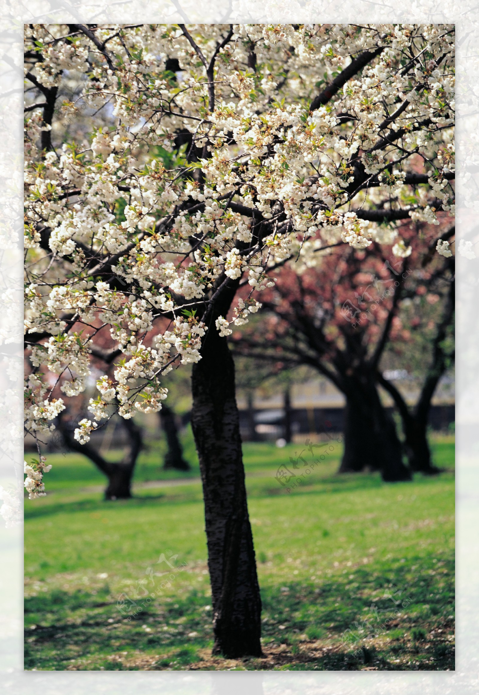 樱花图片高清素材图片
