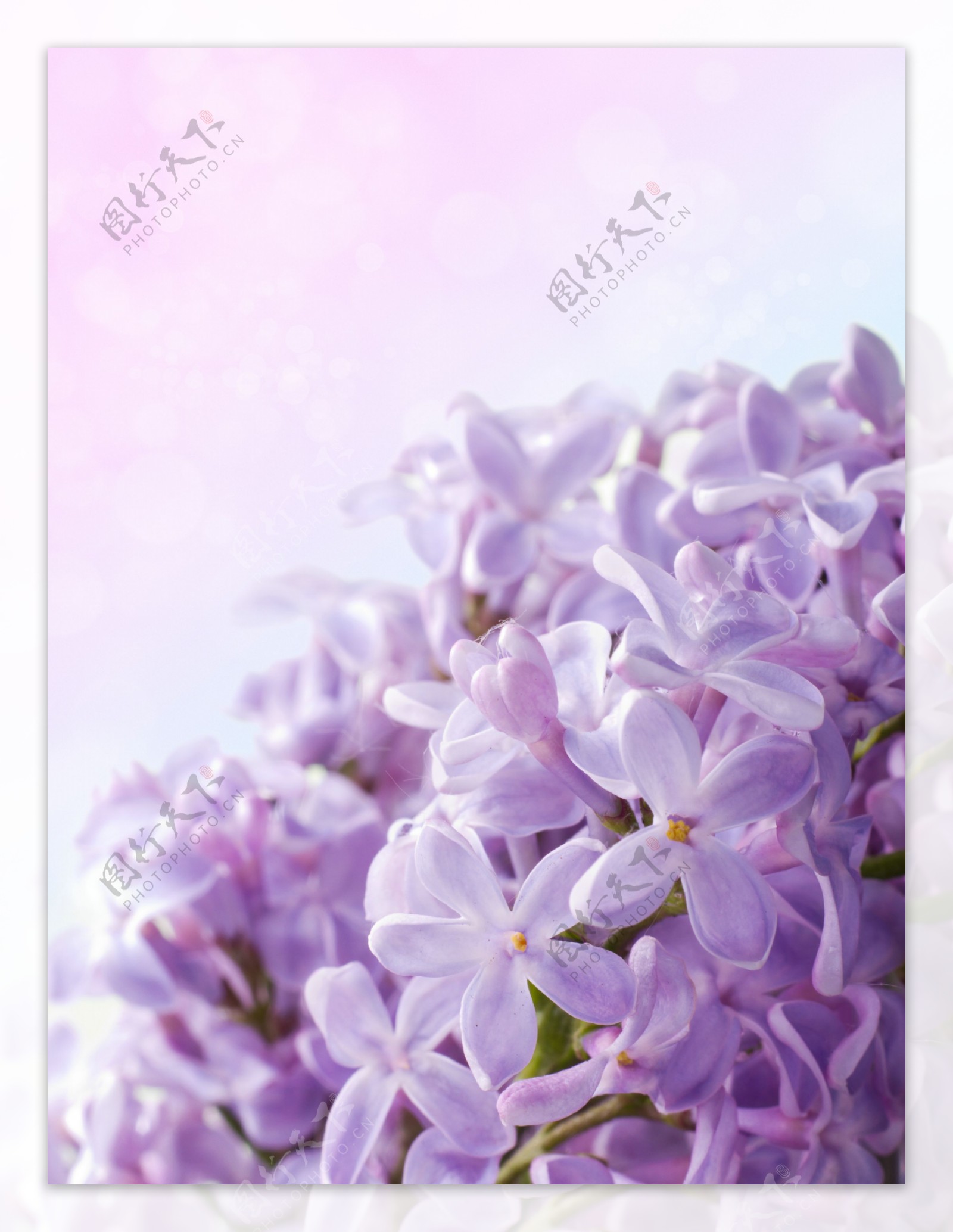 紫色小花背景图片
