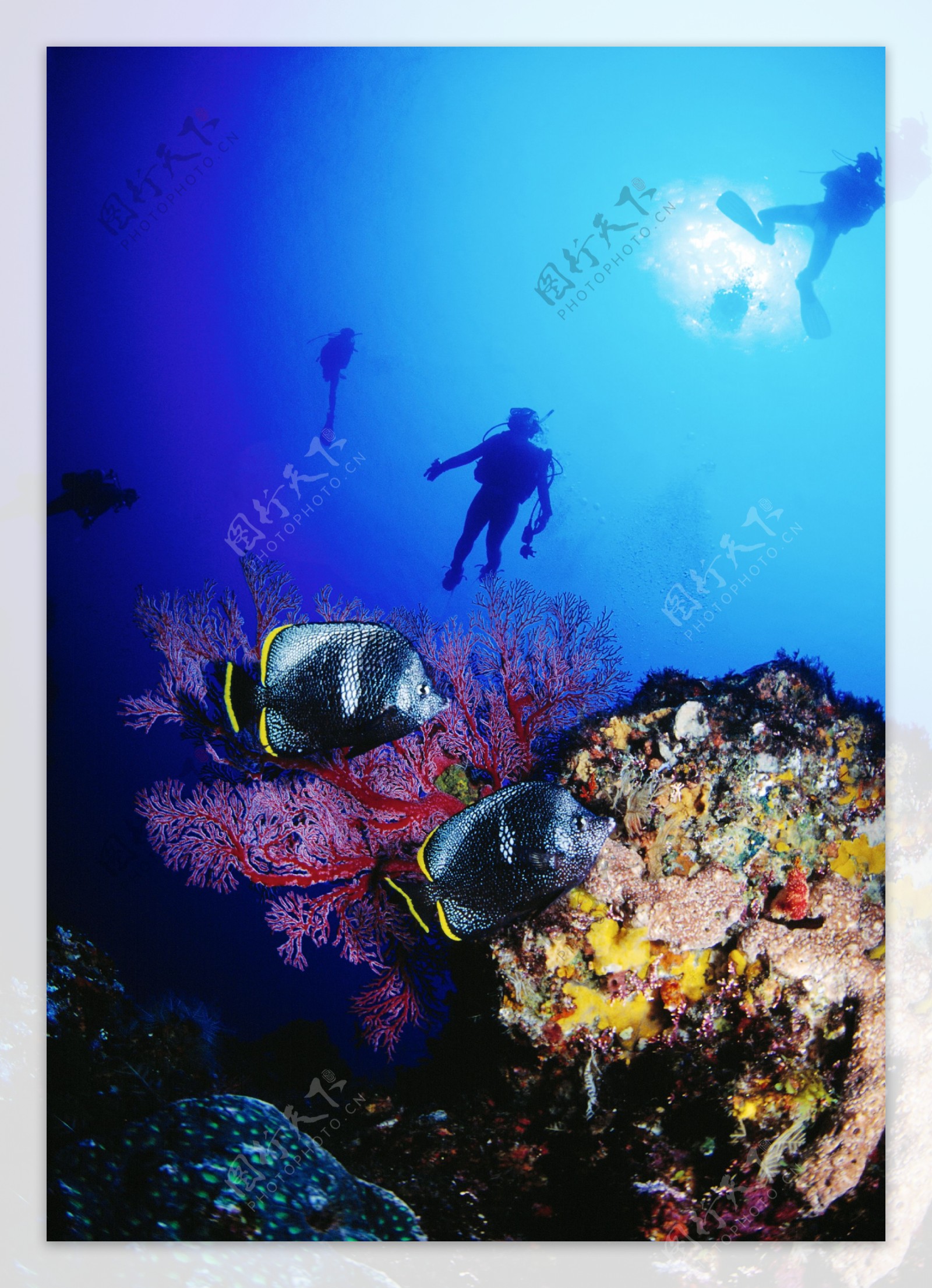 海底鱼类与珊瑚图片
