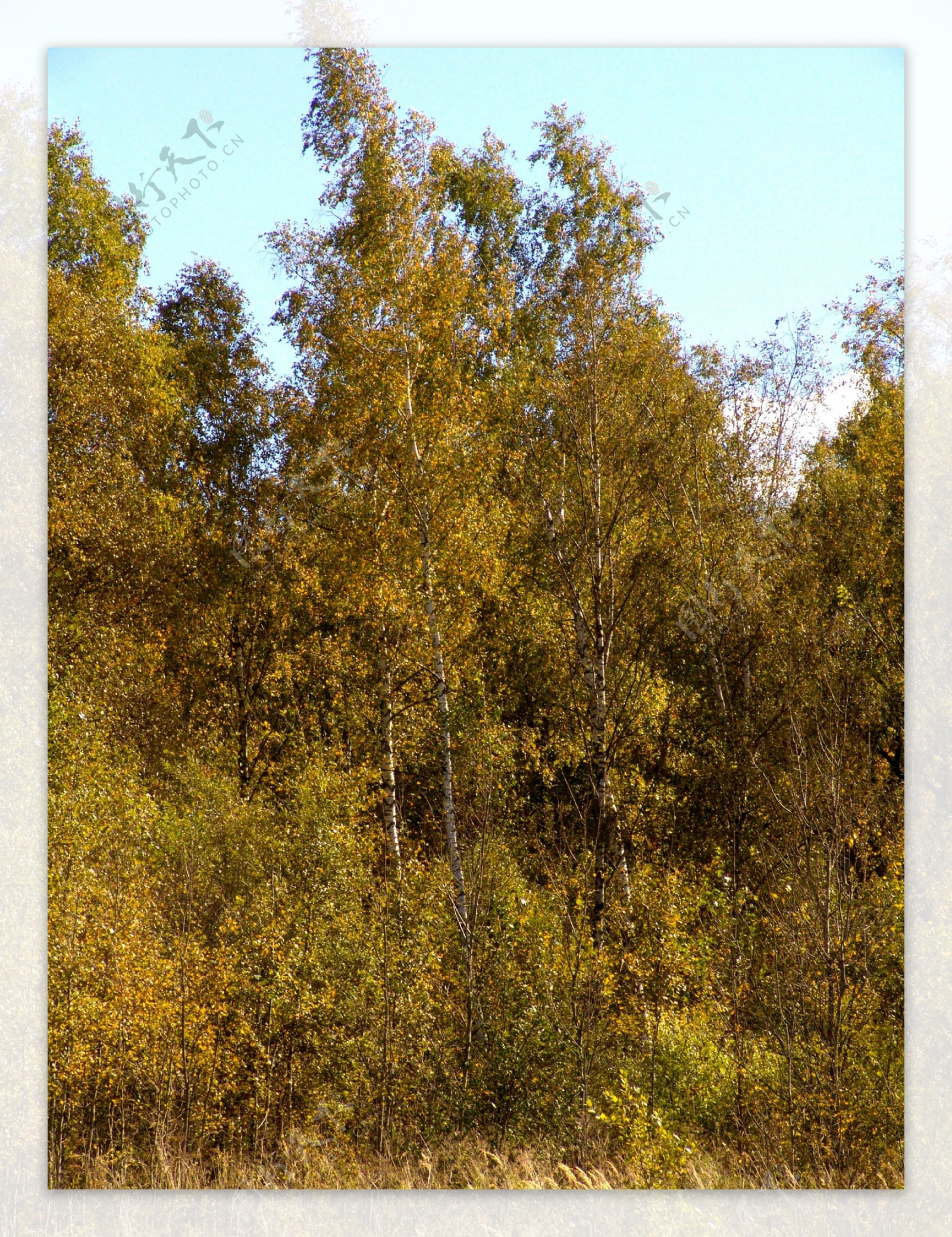 秋天大树树林风景图片