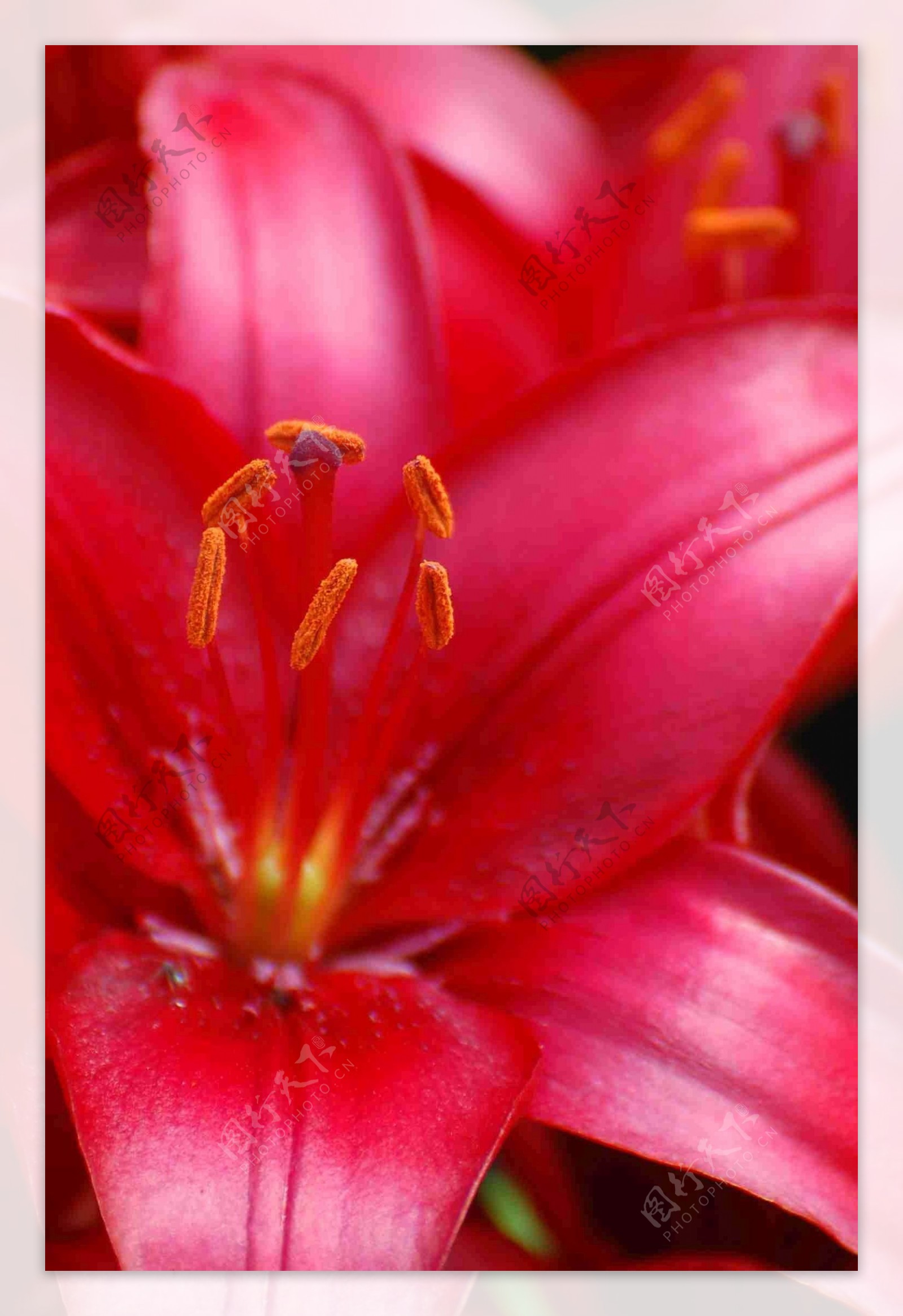 鲜艳红色百合花图片