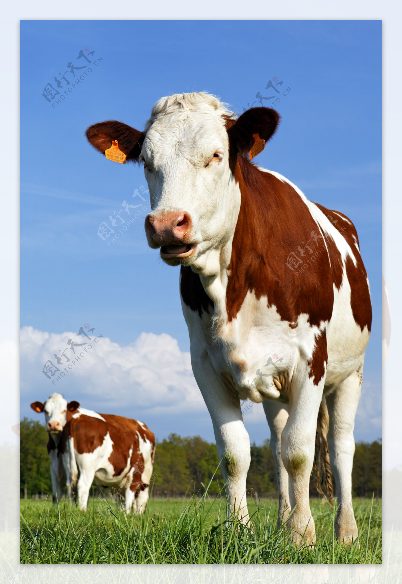 高清草原奶牛图片下载奶牛高清图片高清草原图片