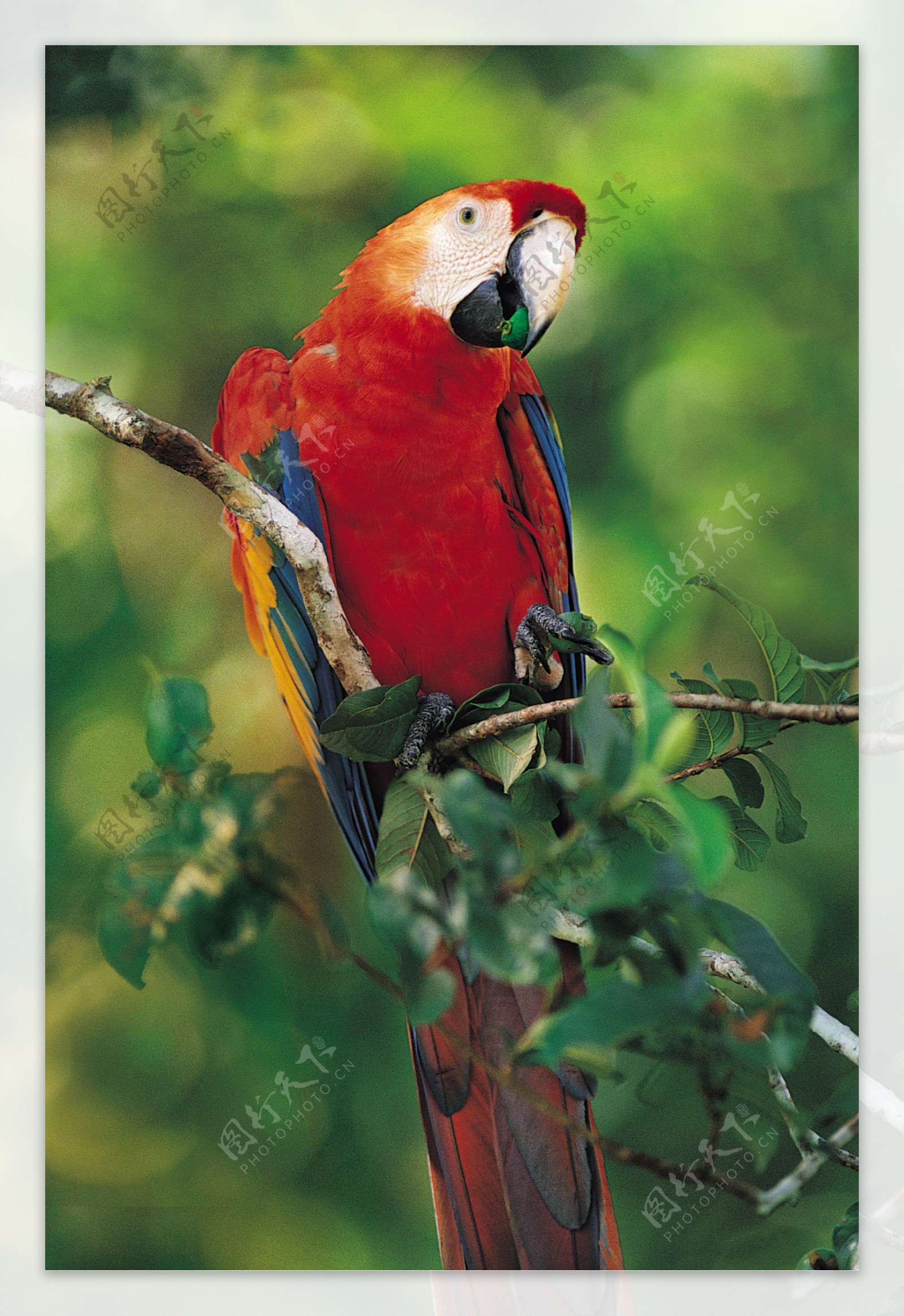 红蓝金刚鹦鹉高清摄影图片