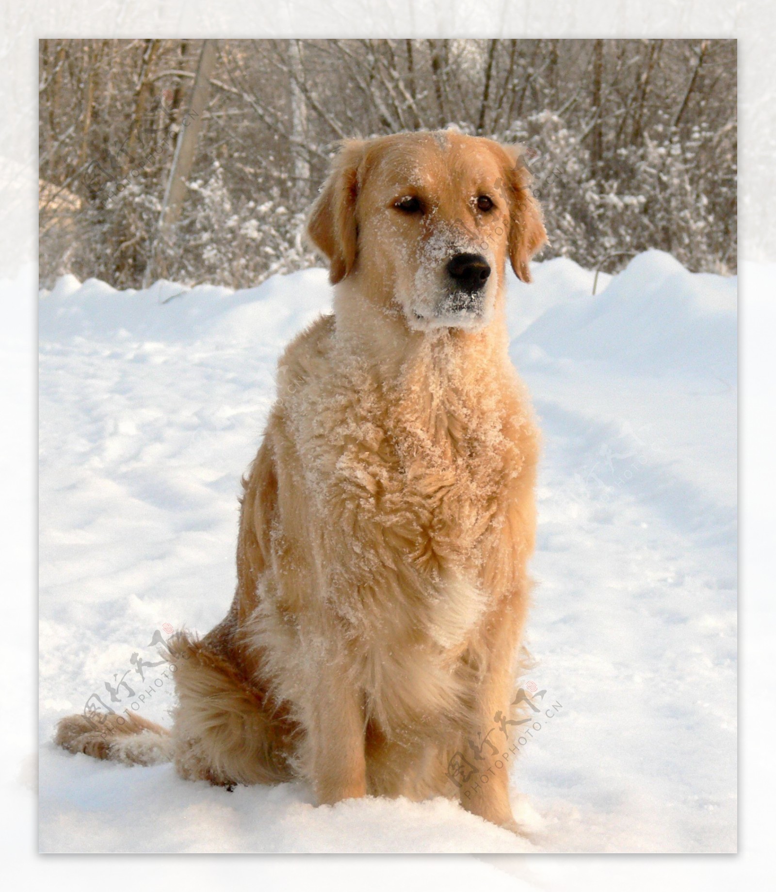 雪地里金毛犬图片