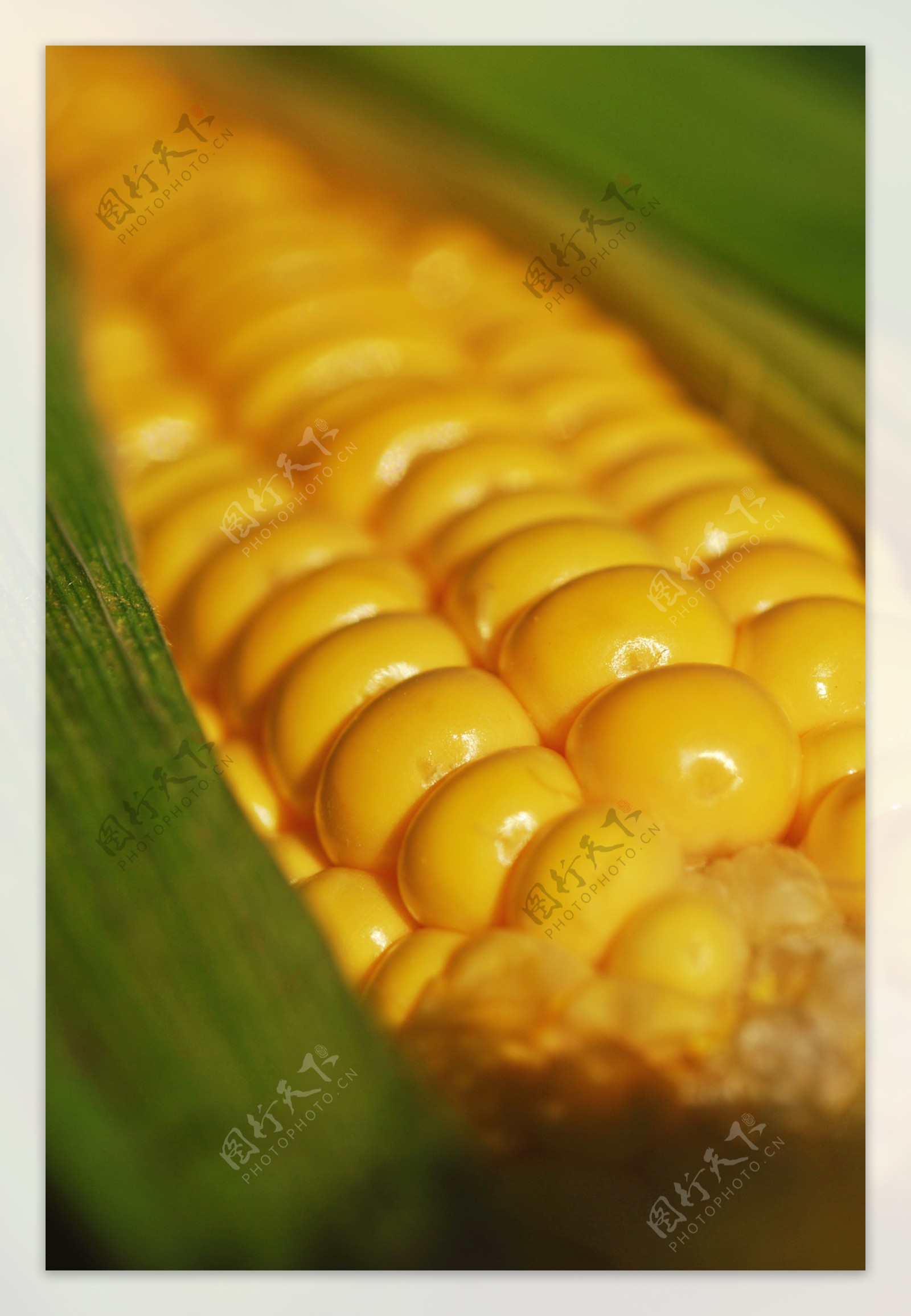 金色玉米饱满颗粒特写图片