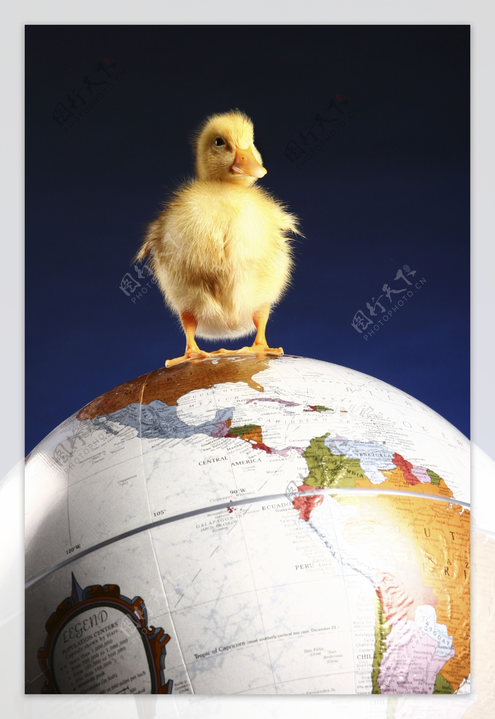 站在地球仪上的小鸭子