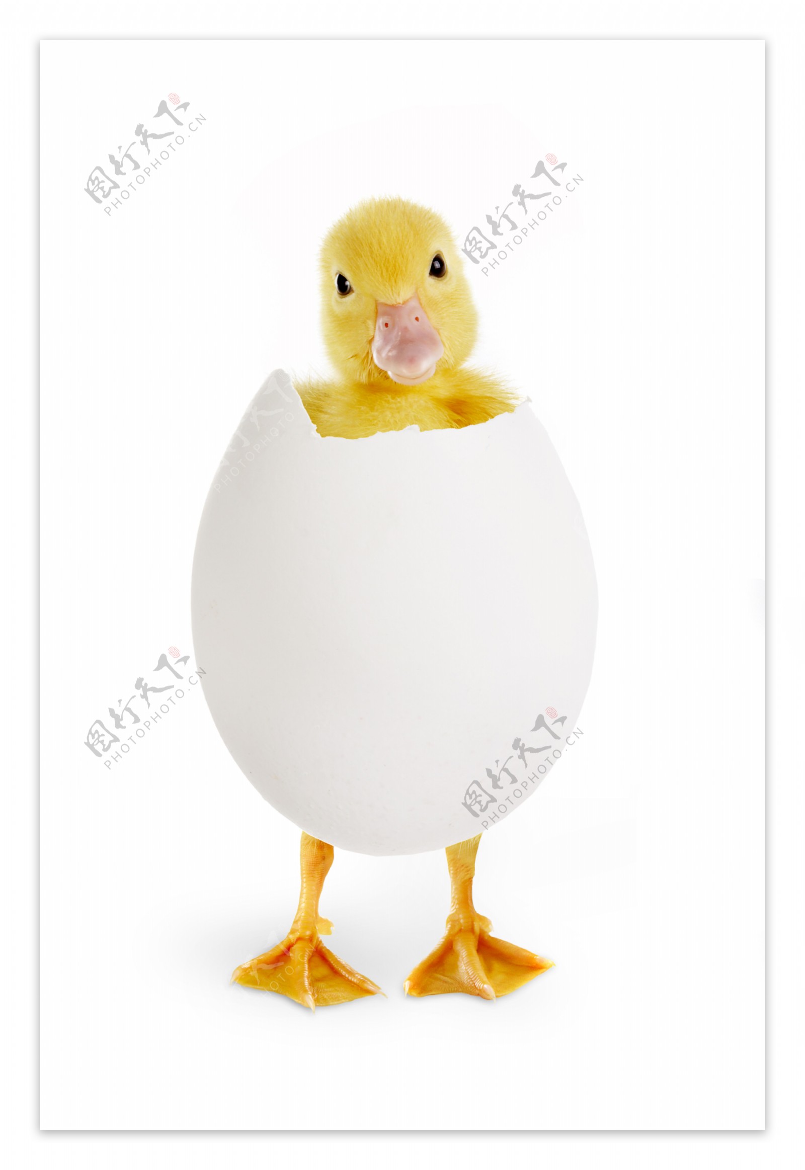 蛋壳里的小黄鸭图片