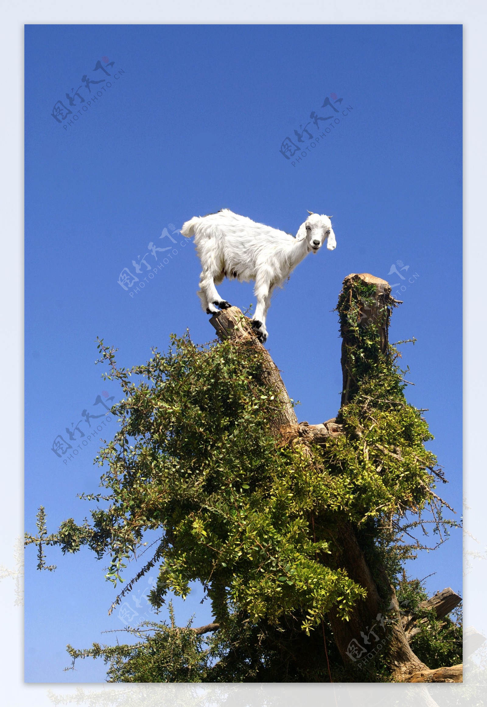 站在大树上的山羊