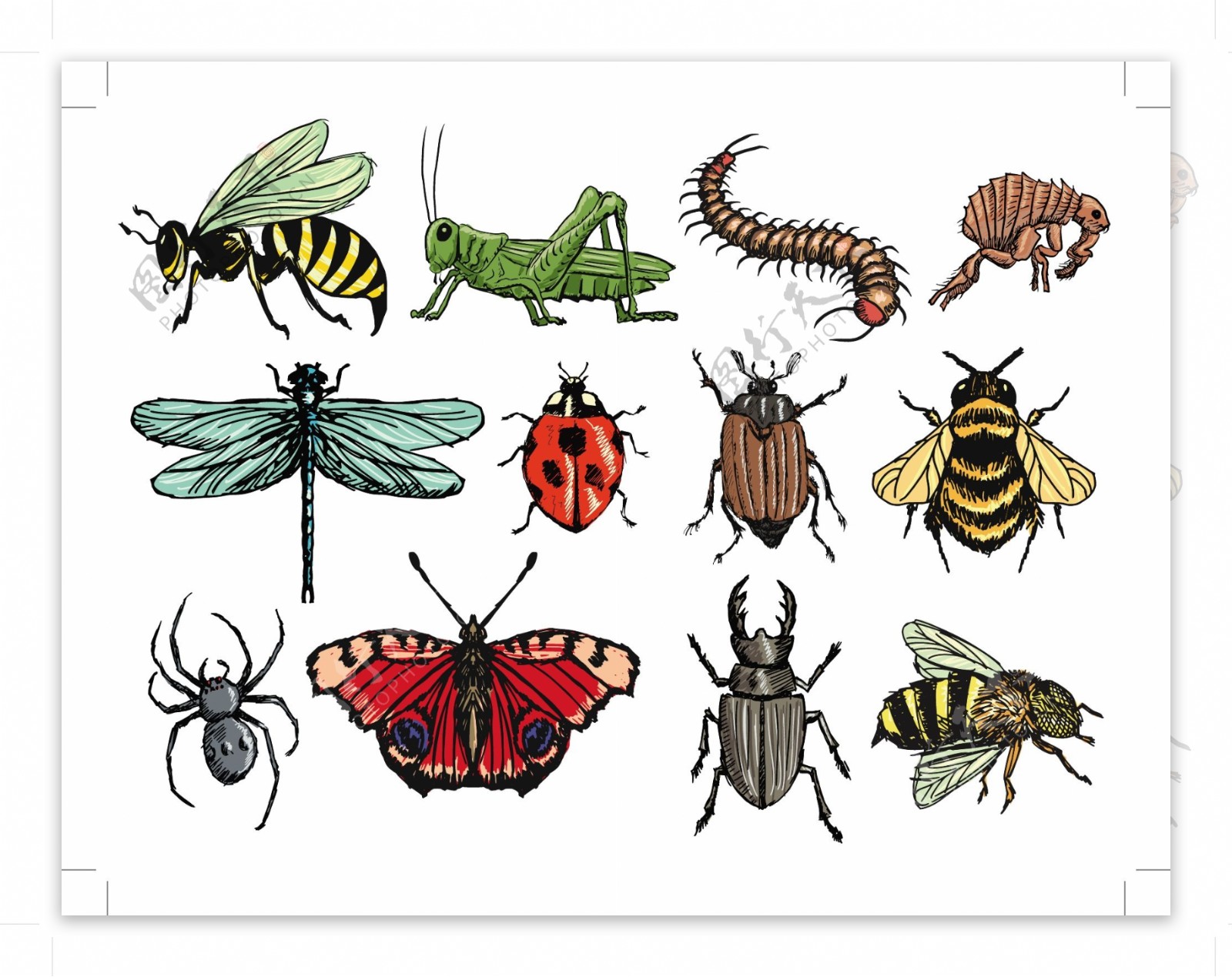 12款彩绘昆虫javascript设计矢量素材