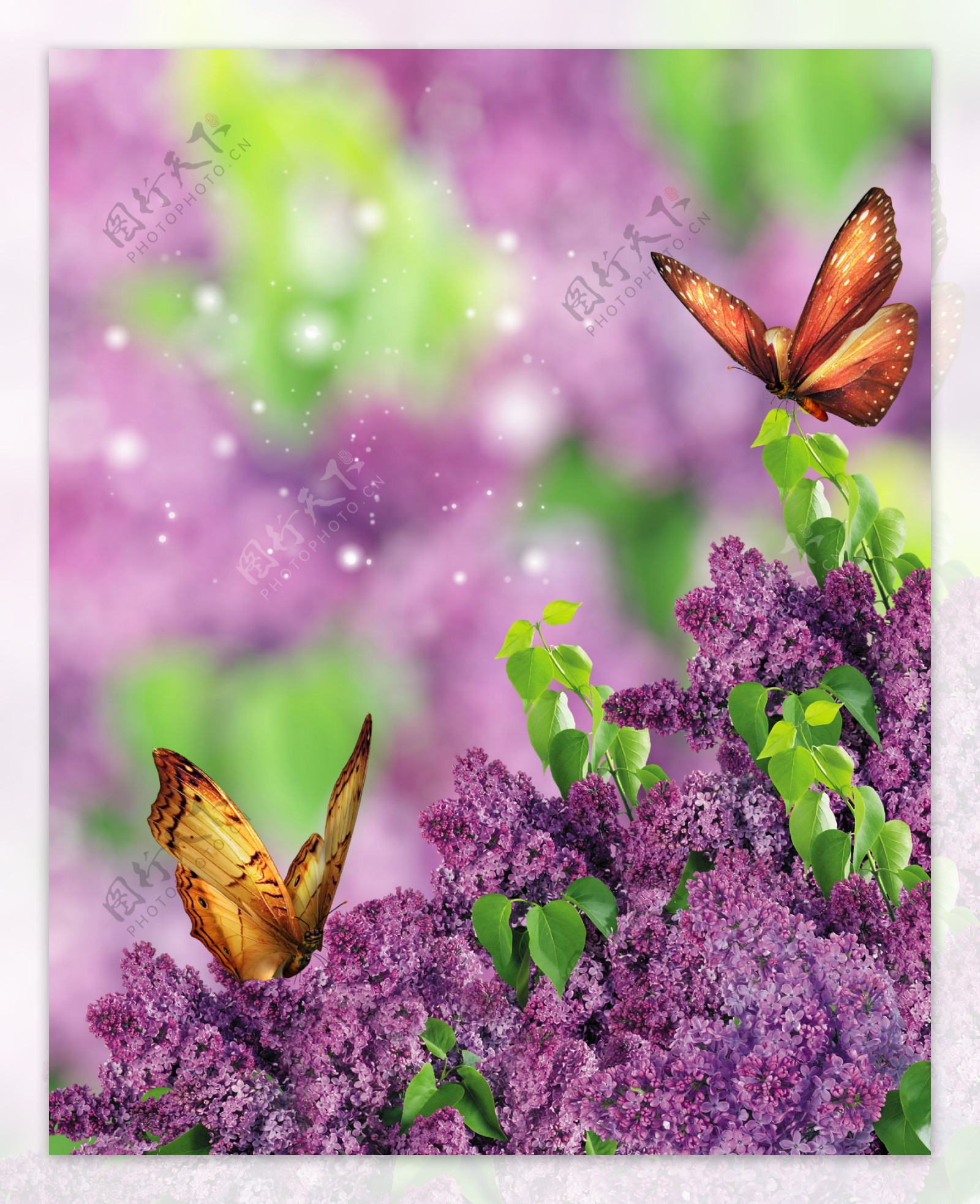 紫色花卉与蝴蝶