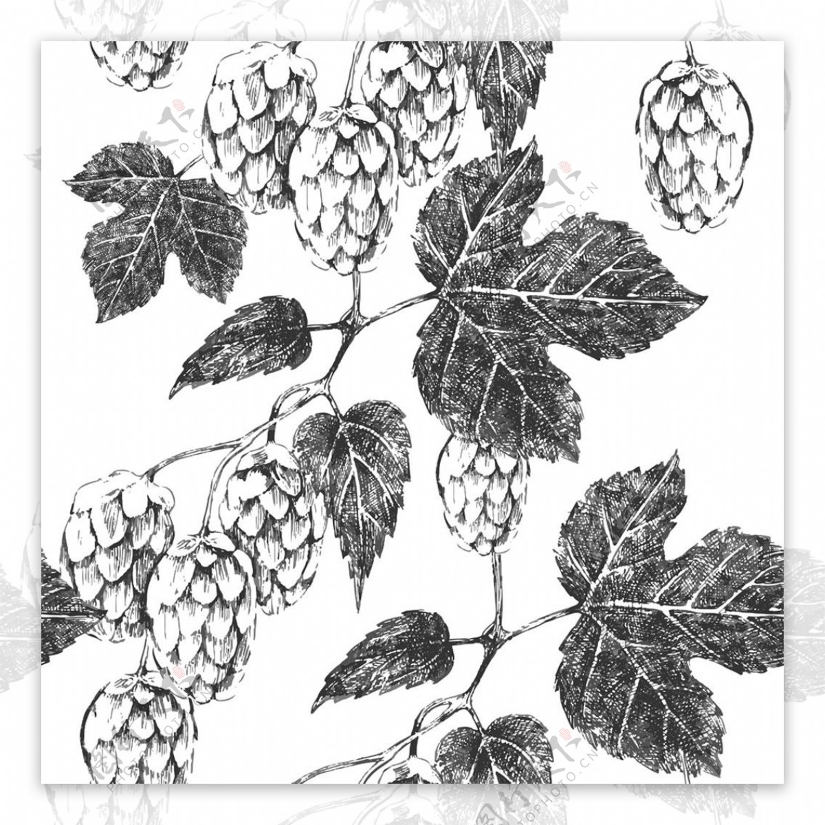 手绘啤酒花和树叶图片