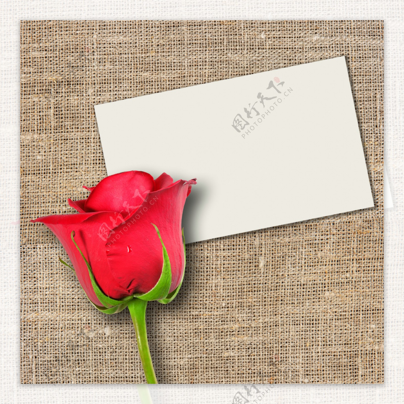 麻布面上的红玫瑰和卡片图片